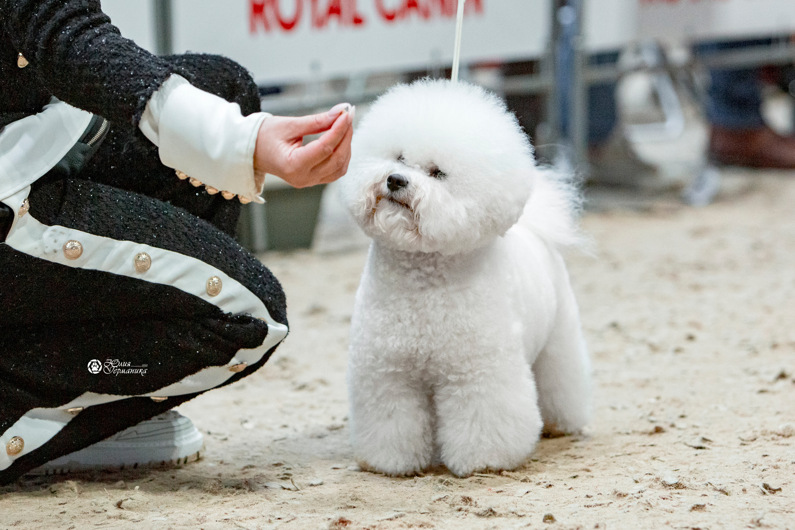 Минск 2хCACIB 27-28 ноября 2021. Фотограф-анималист Юлия Германика