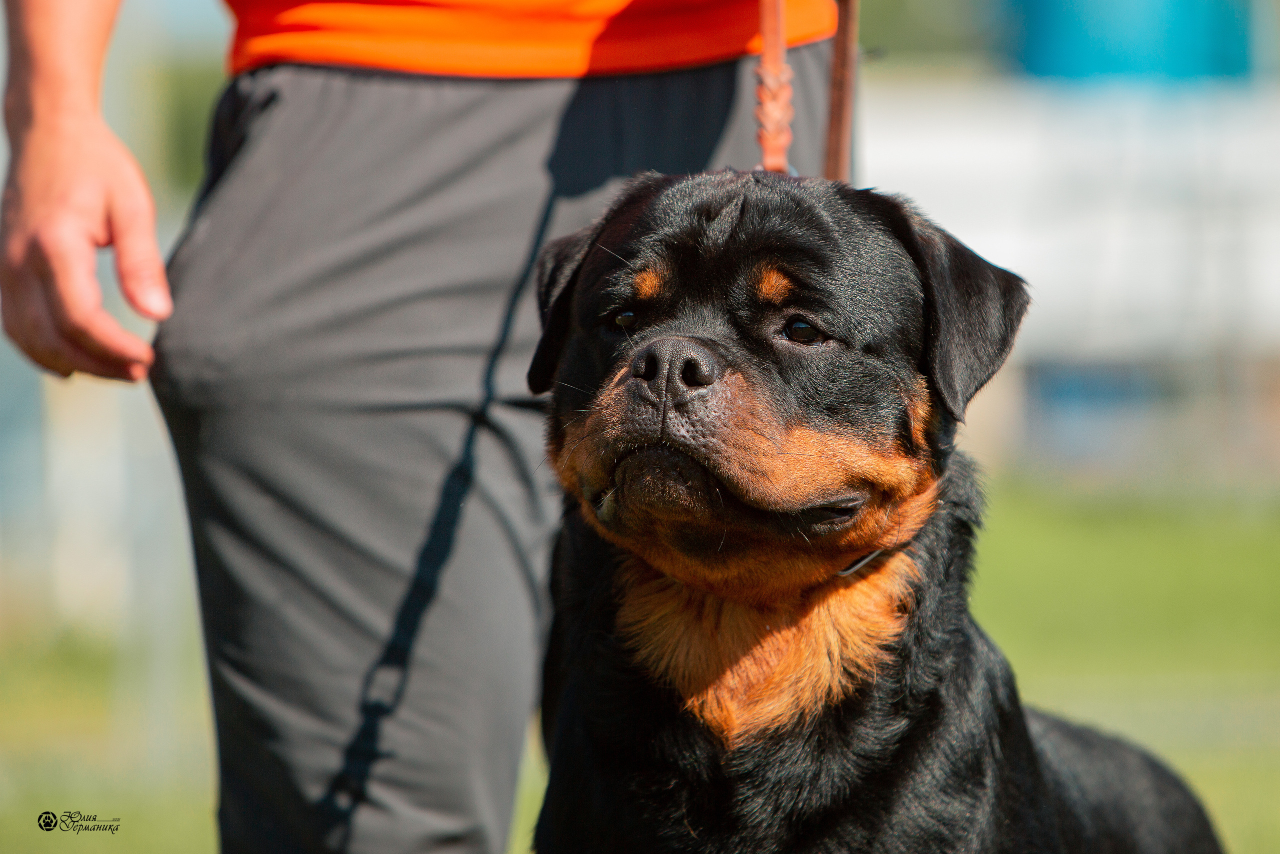 Рязань,Ховрино 14-15 августа 2021 моно ротвейлеров. Фотограф-анималист Юлия Германика