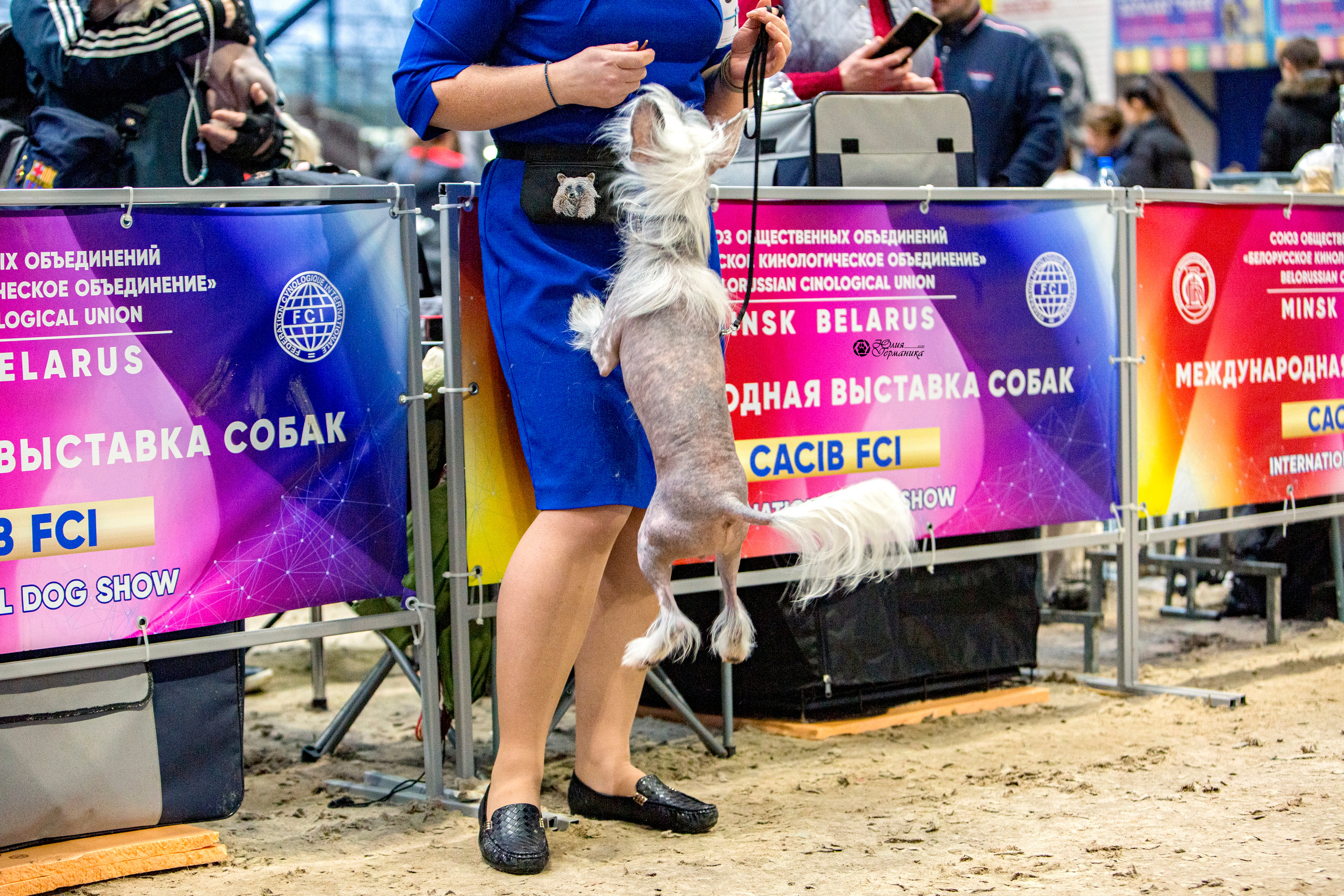 Минск 2хCACIB 27-28 ноября 2021. Фотограф-анималист Юлия Германика