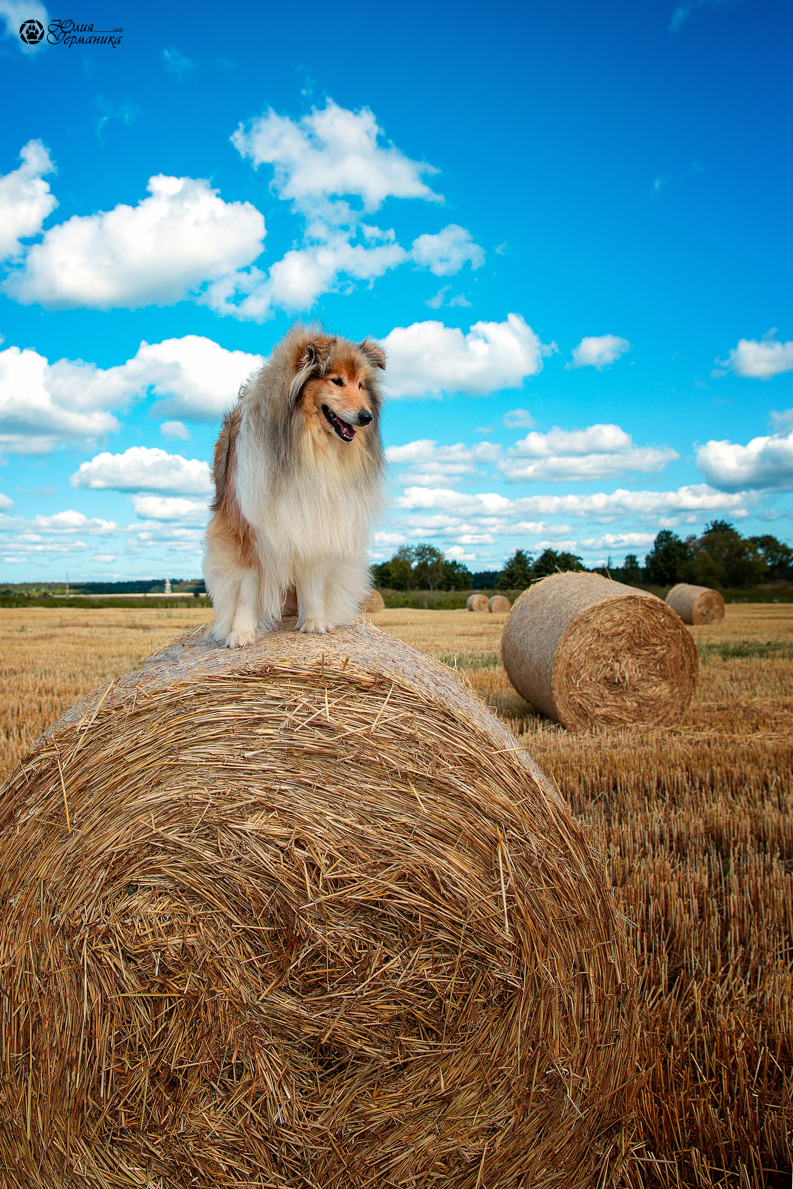 Свободная съемка. Фотограф-анималист Юлия Германика