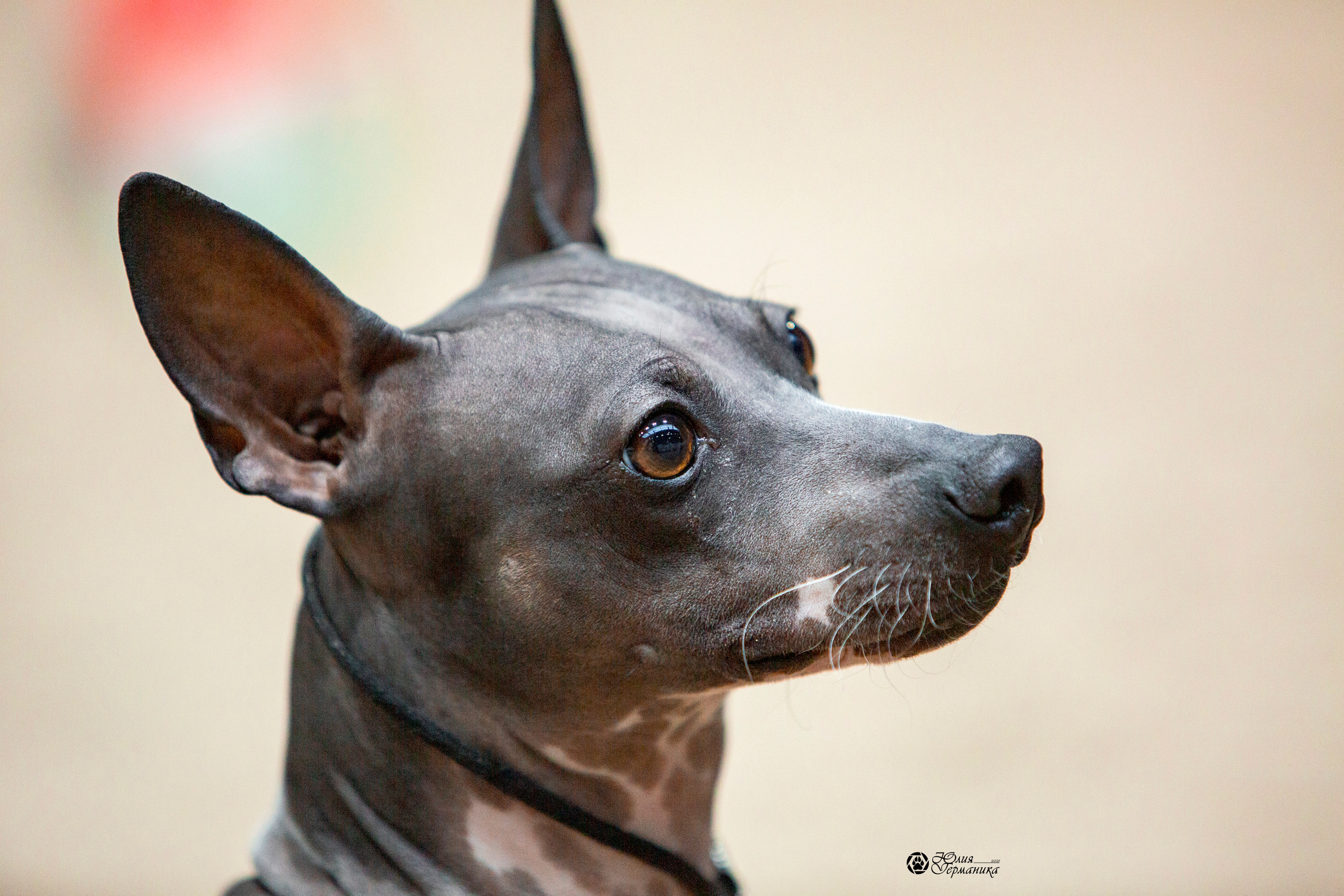 Минск 2хCACIB 27-28 ноября 2021. Фотограф-анималист Юлия Германика