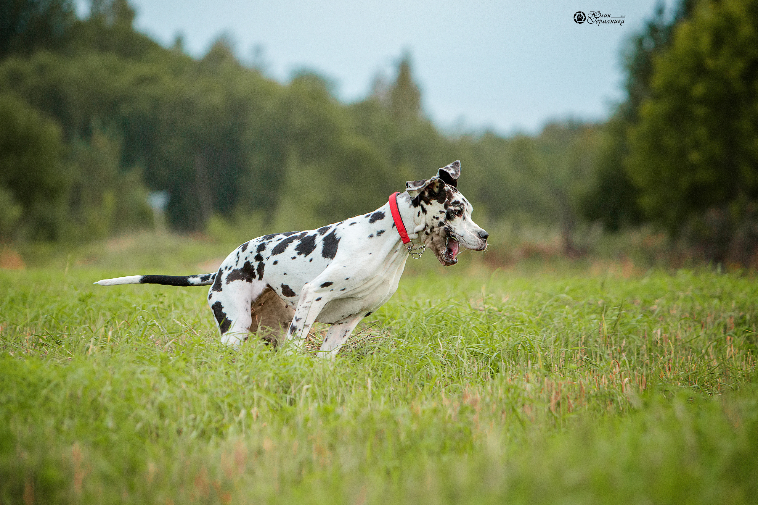 Свободная съемка. Фотограф-анималист Юлия Германика