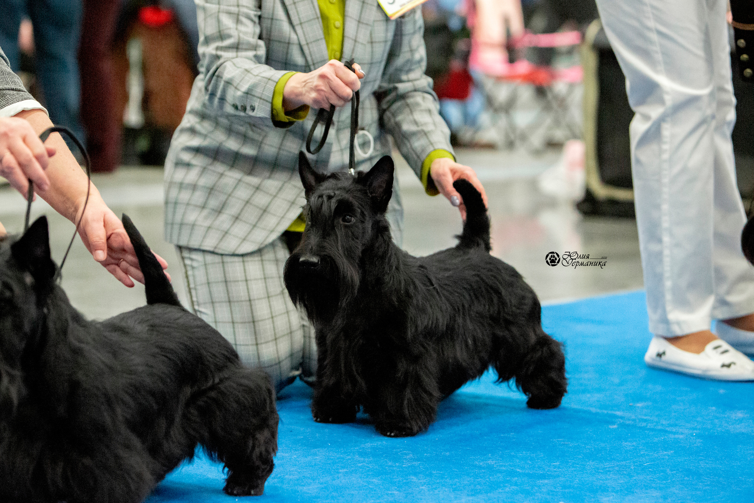 Санкт-Петербург 3хCACIB 10-12 декабря 2021. Фотограф-анималист Юлия Германика