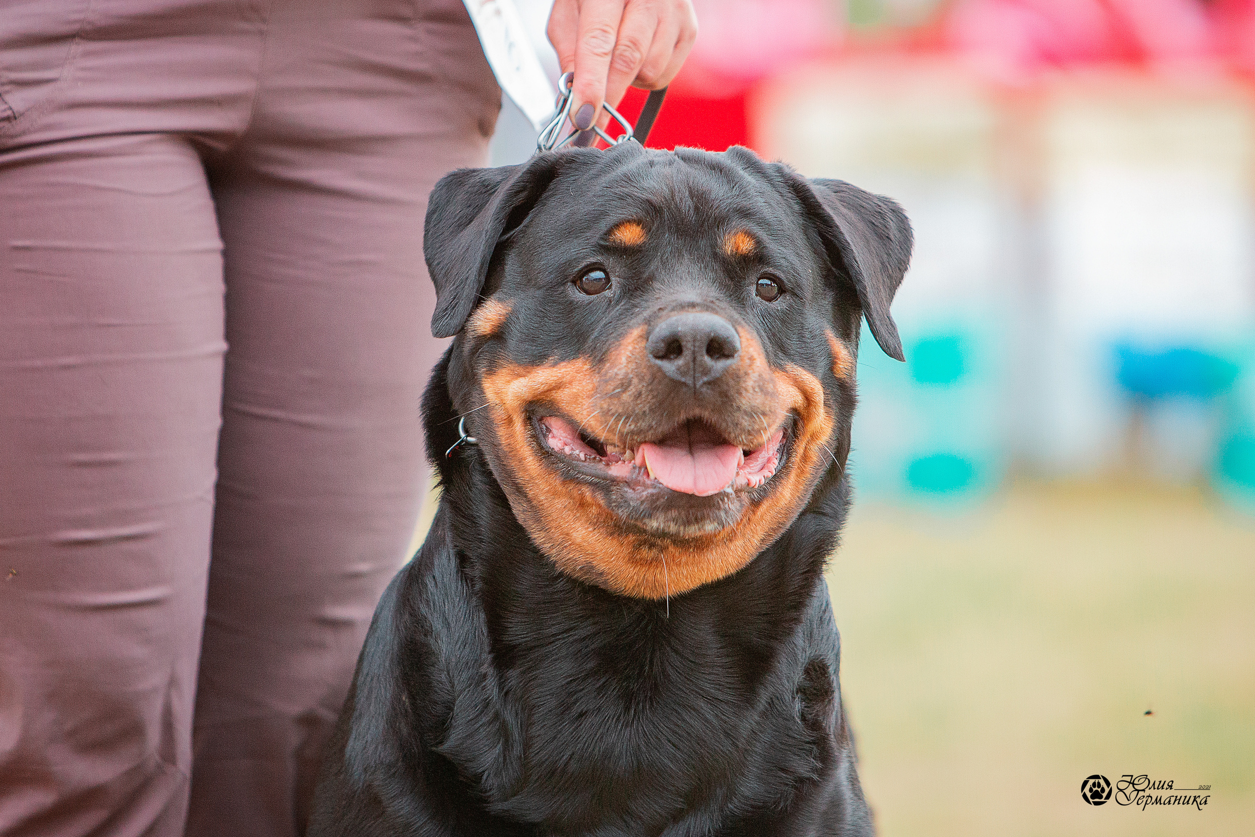 Тверь моно ротвейлеров 3-4 июля 2021. Фотограф-анималист Юлия Германика
