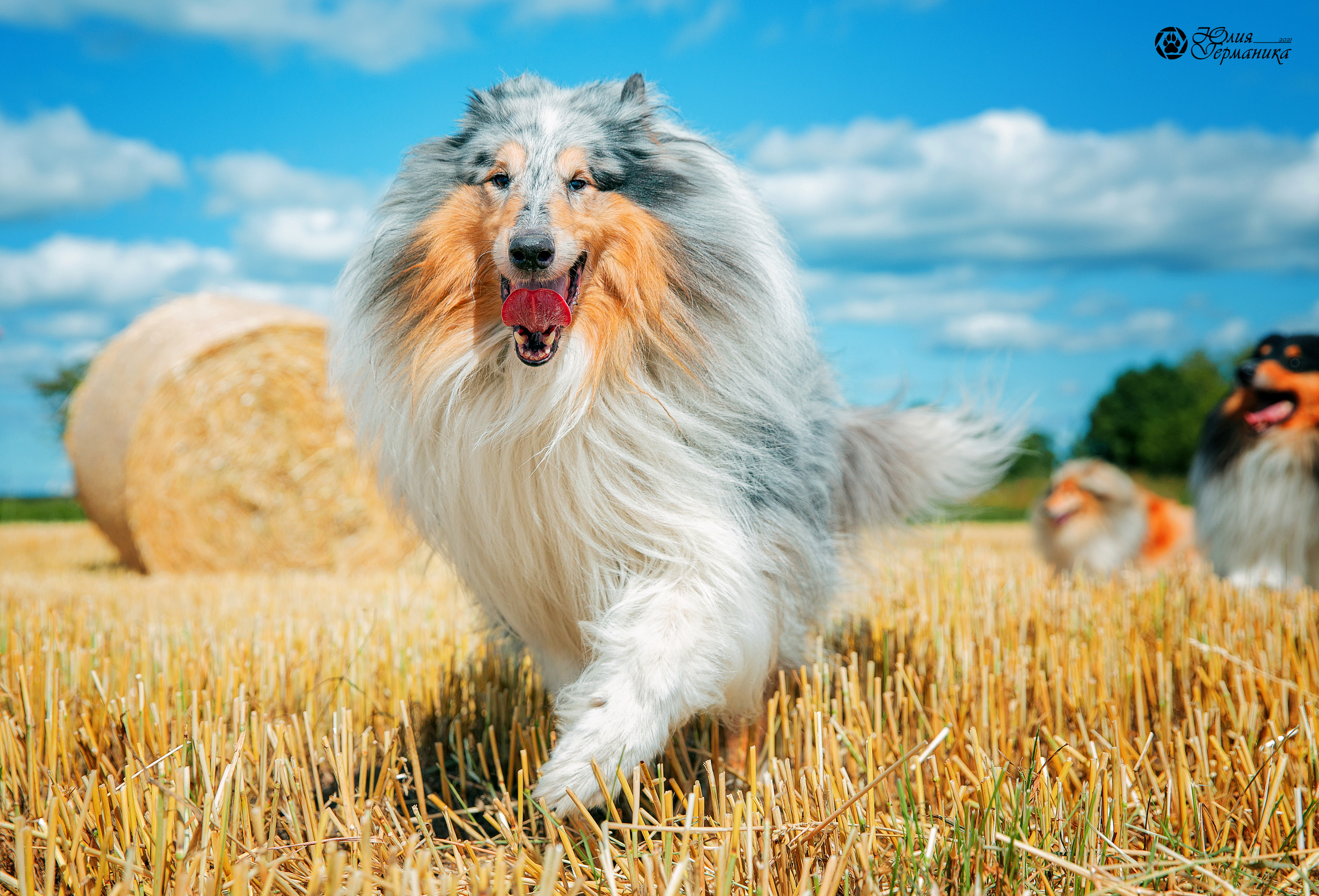 Свободная съемка. Фотограф-анималист Юлия Германика