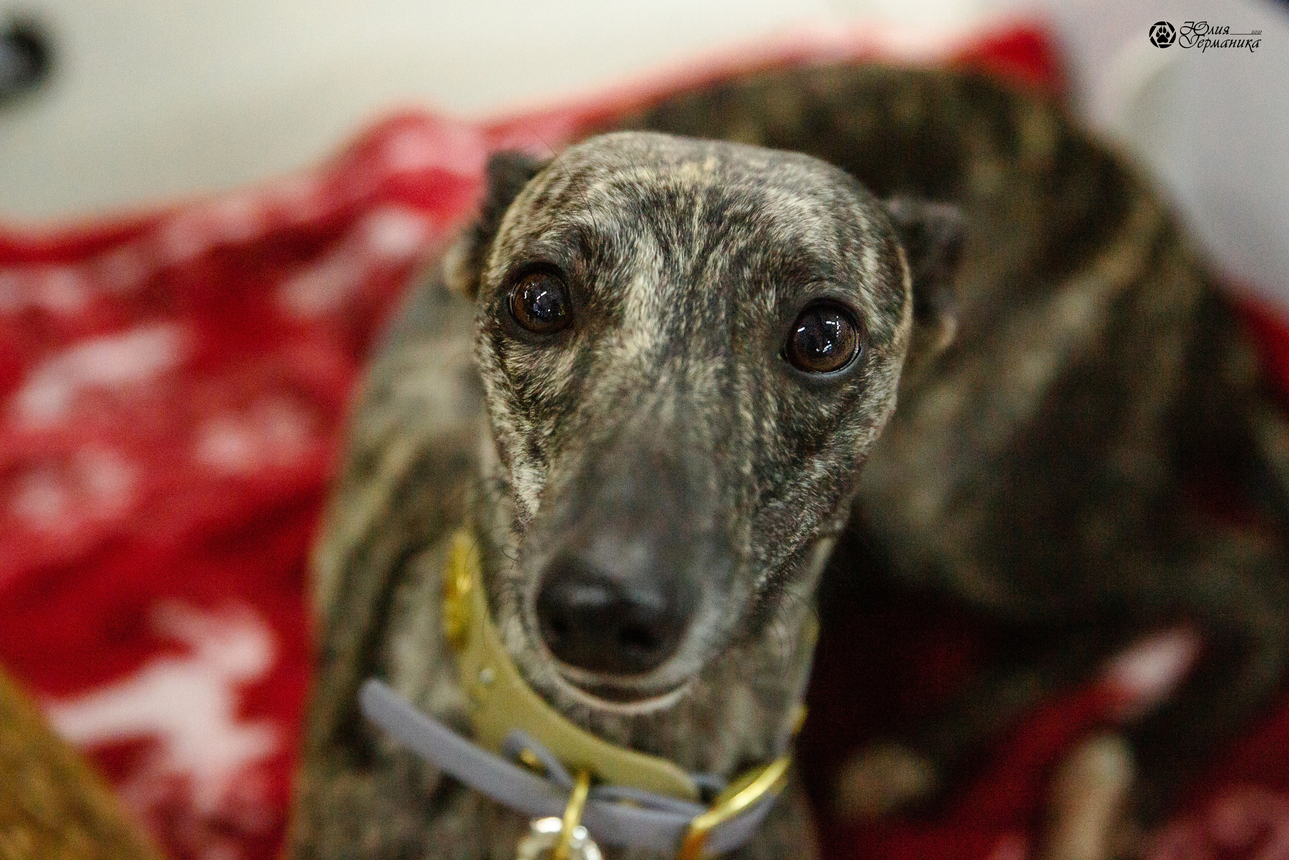 Чайна-Таун 2021. Фотограф-анималист Юлия Германика