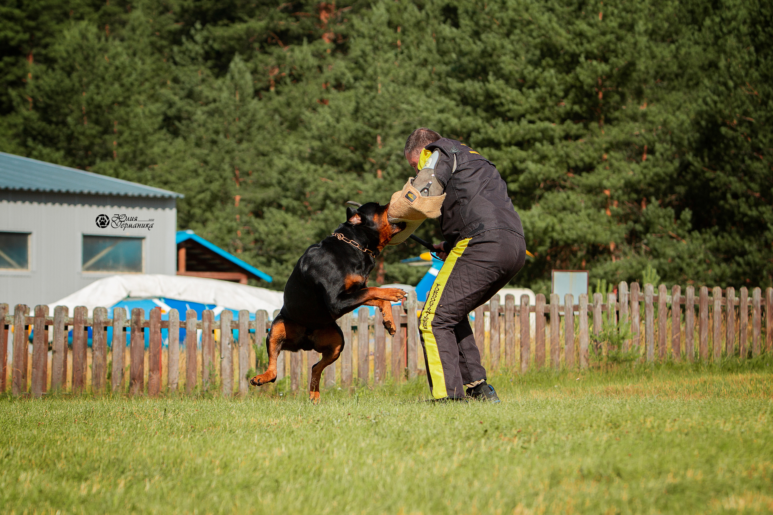 Тверь моно ротвейлеров 3-4 июля 2021. Фотограф-анималист Юлия Германика