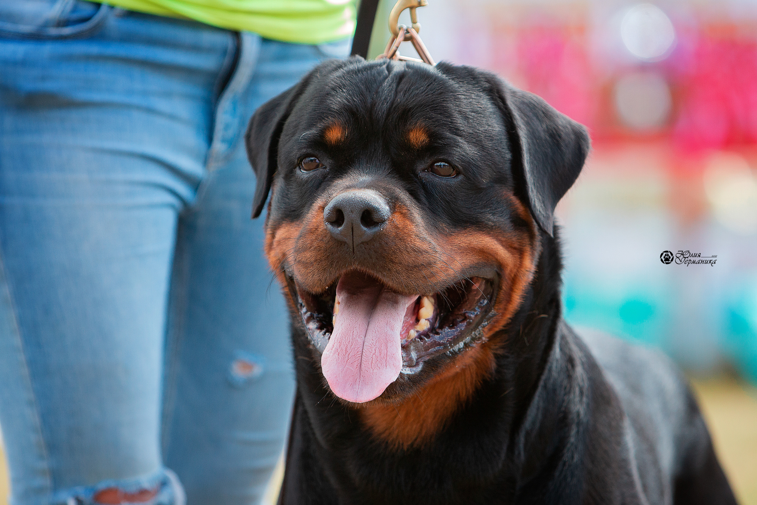 Тверь моно ротвейлеров 3-4 июля 2021. Фотограф-анималист Юлия Германика