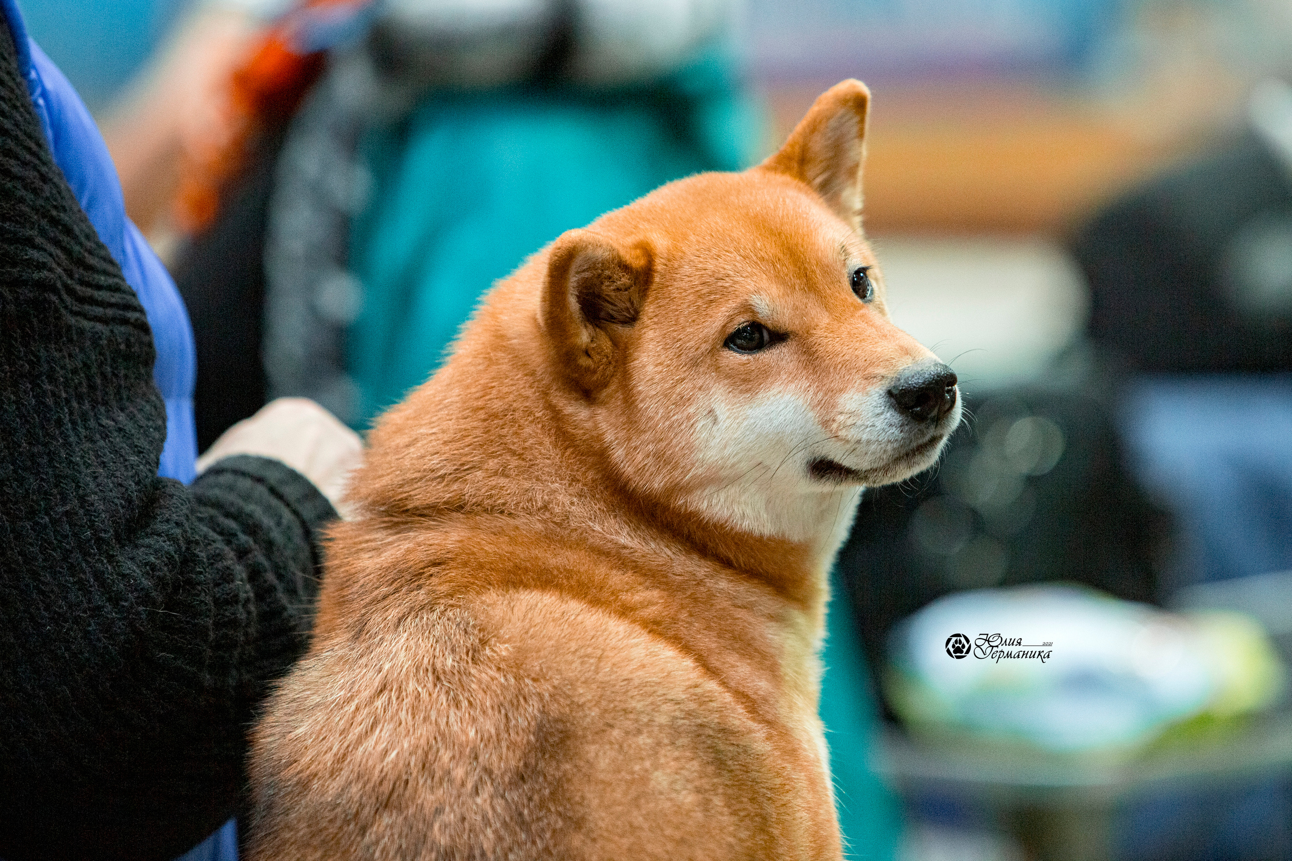 Минск 2хCACIB 27-28 ноября 2021. Фотограф-анималист Юлия Германика