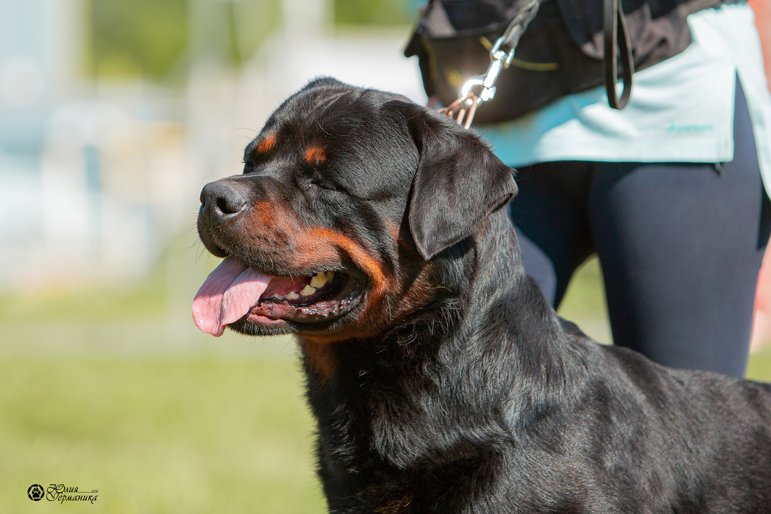 Рязань,Ховрино 14-15 августа 2021 моно ротвейлеров. Фотограф-анималист Юлия Германика