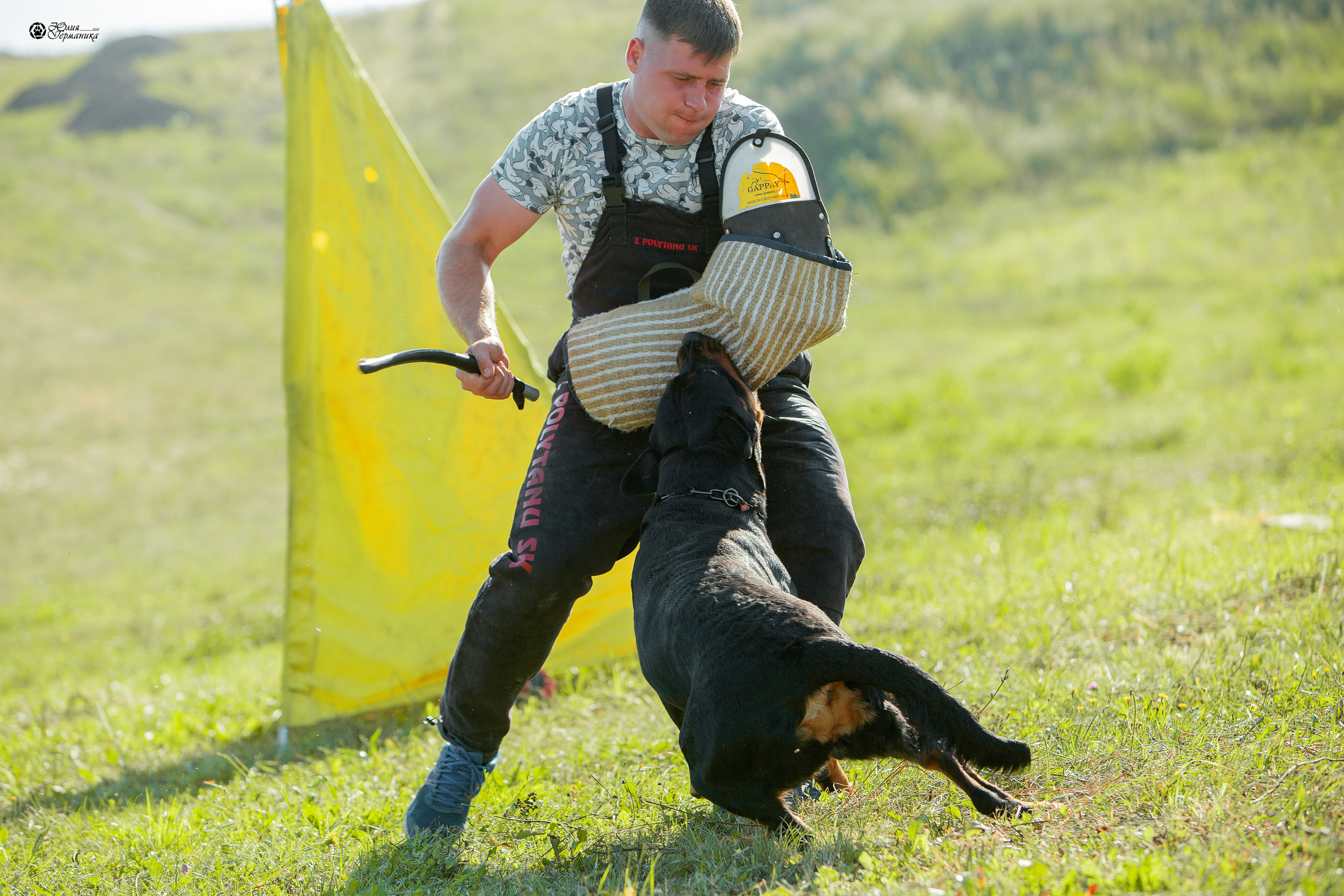 Рязань,Ховрино 14-15 августа 2021 моно ротвейлеров. Фотограф-анималист Юлия Германика