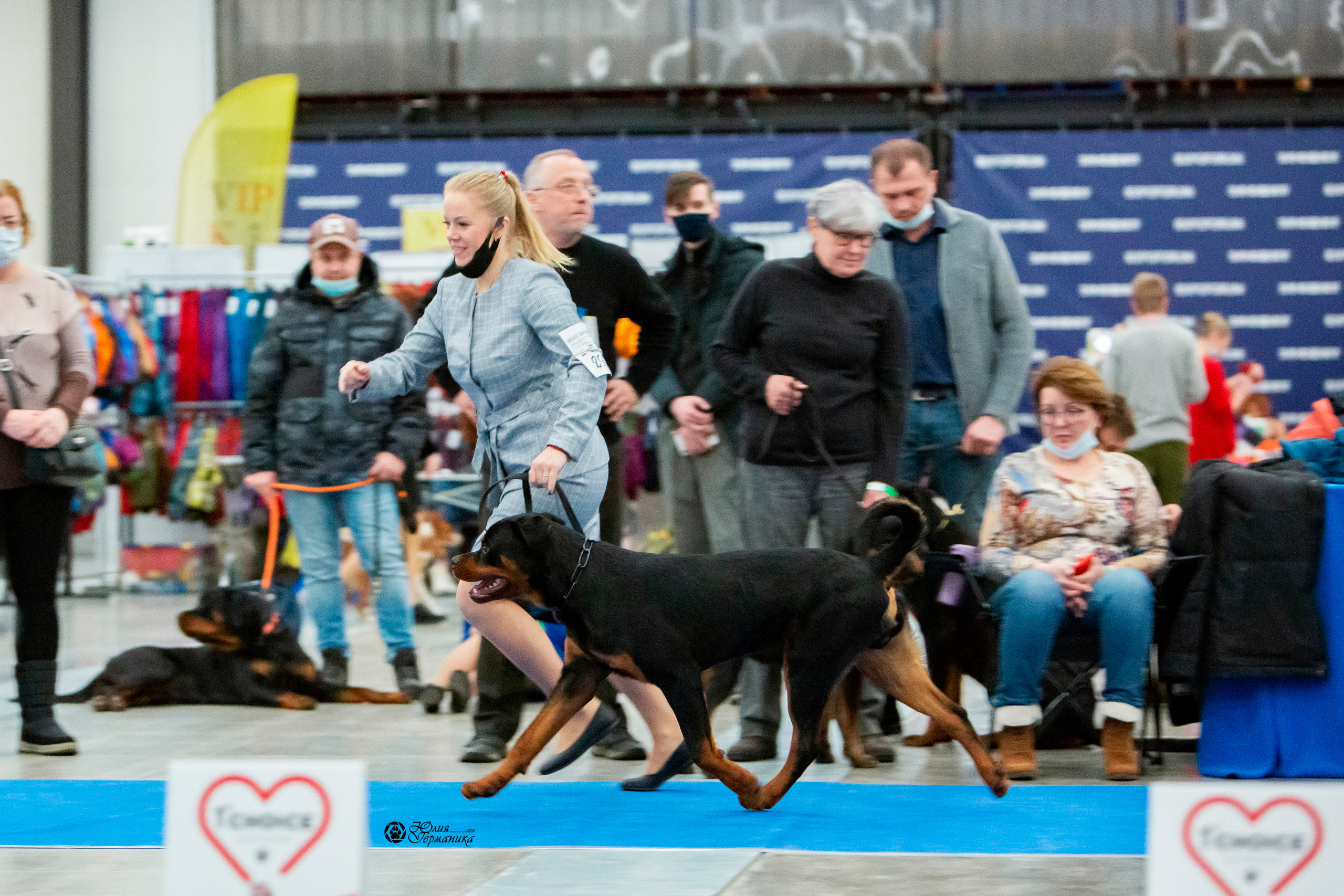 Санкт-Петербург 3хCACIB 10-12 декабря 2021. Фотограф-анималист Юлия Германика