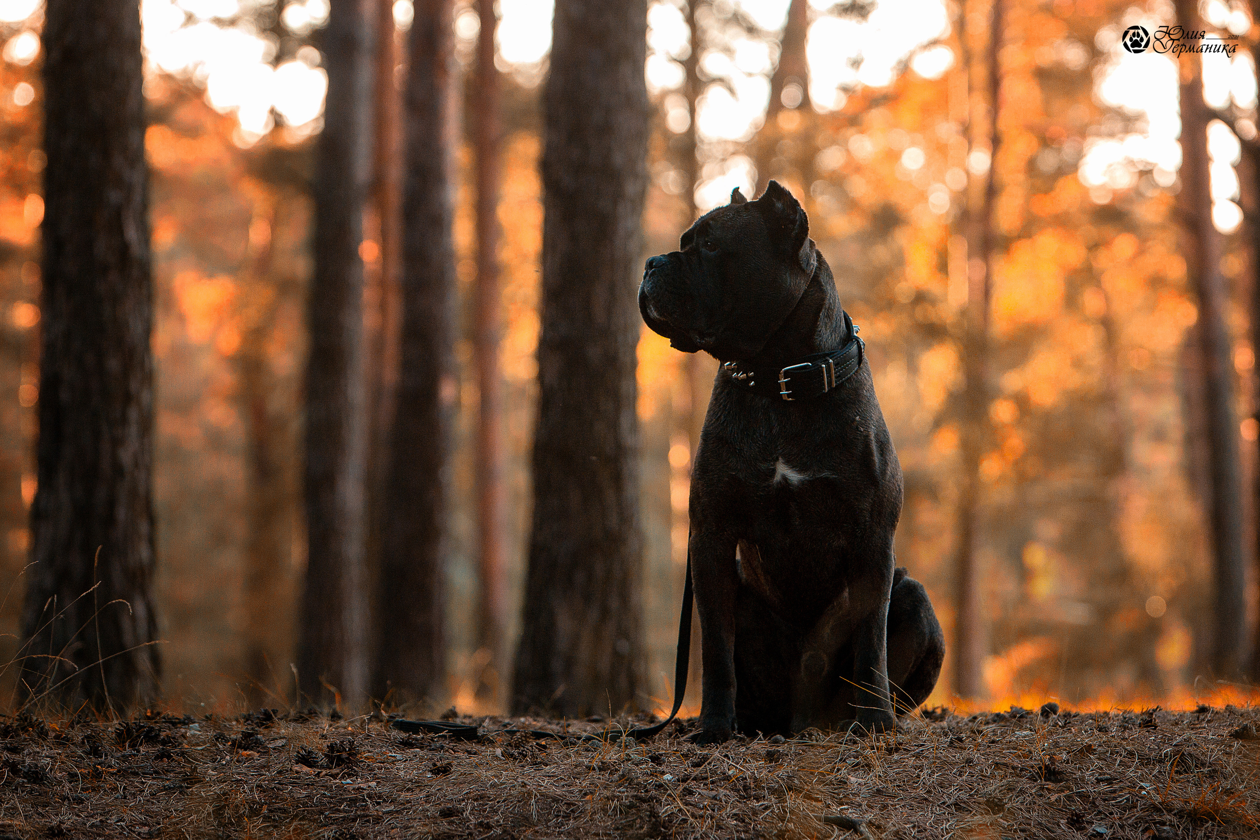 Свободная съемка. Фотограф-анималист Юлия Германика