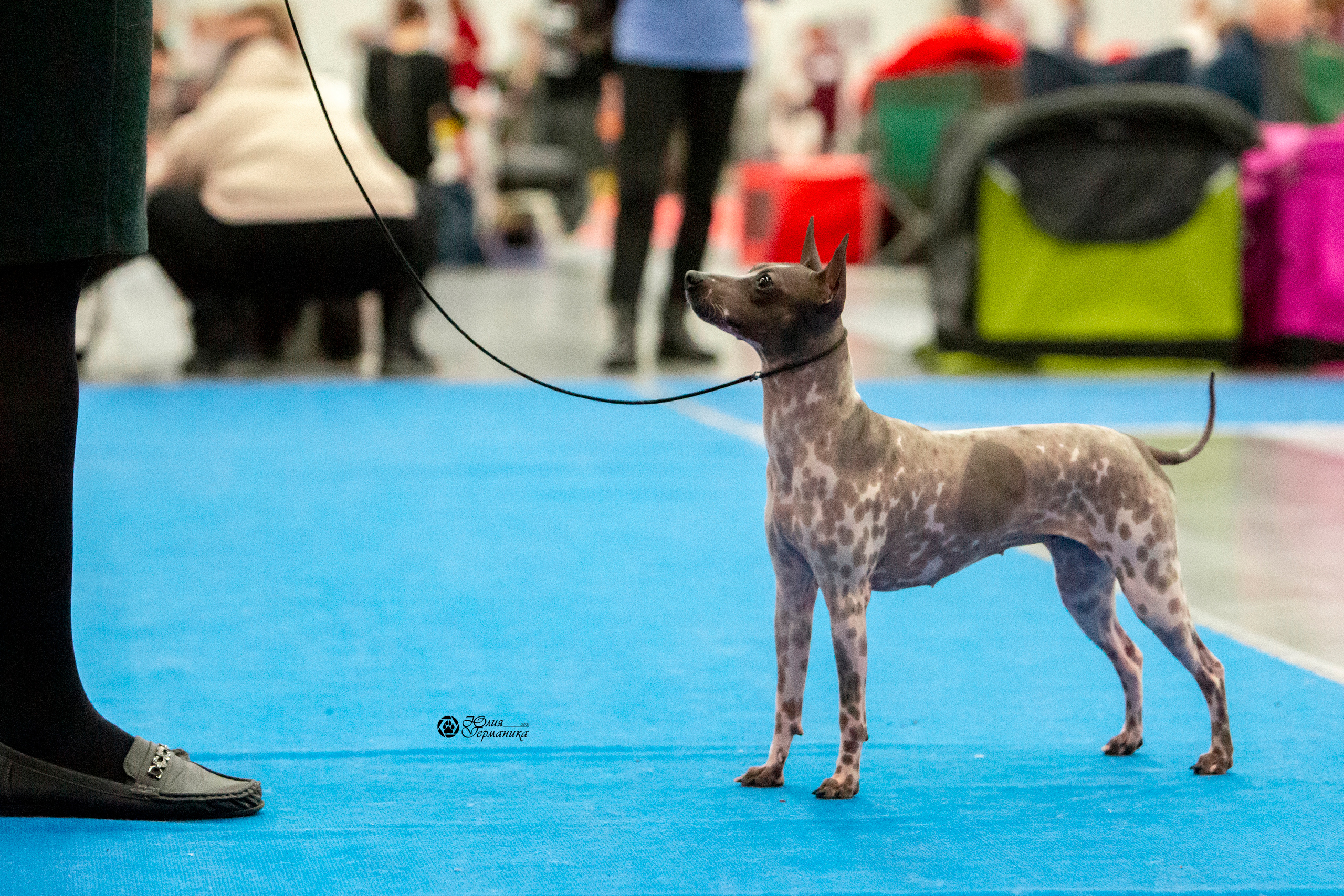 Санкт-Петербург 3хCACIB 10-12 декабря 2021. Фотограф-анималист Юлия Германика