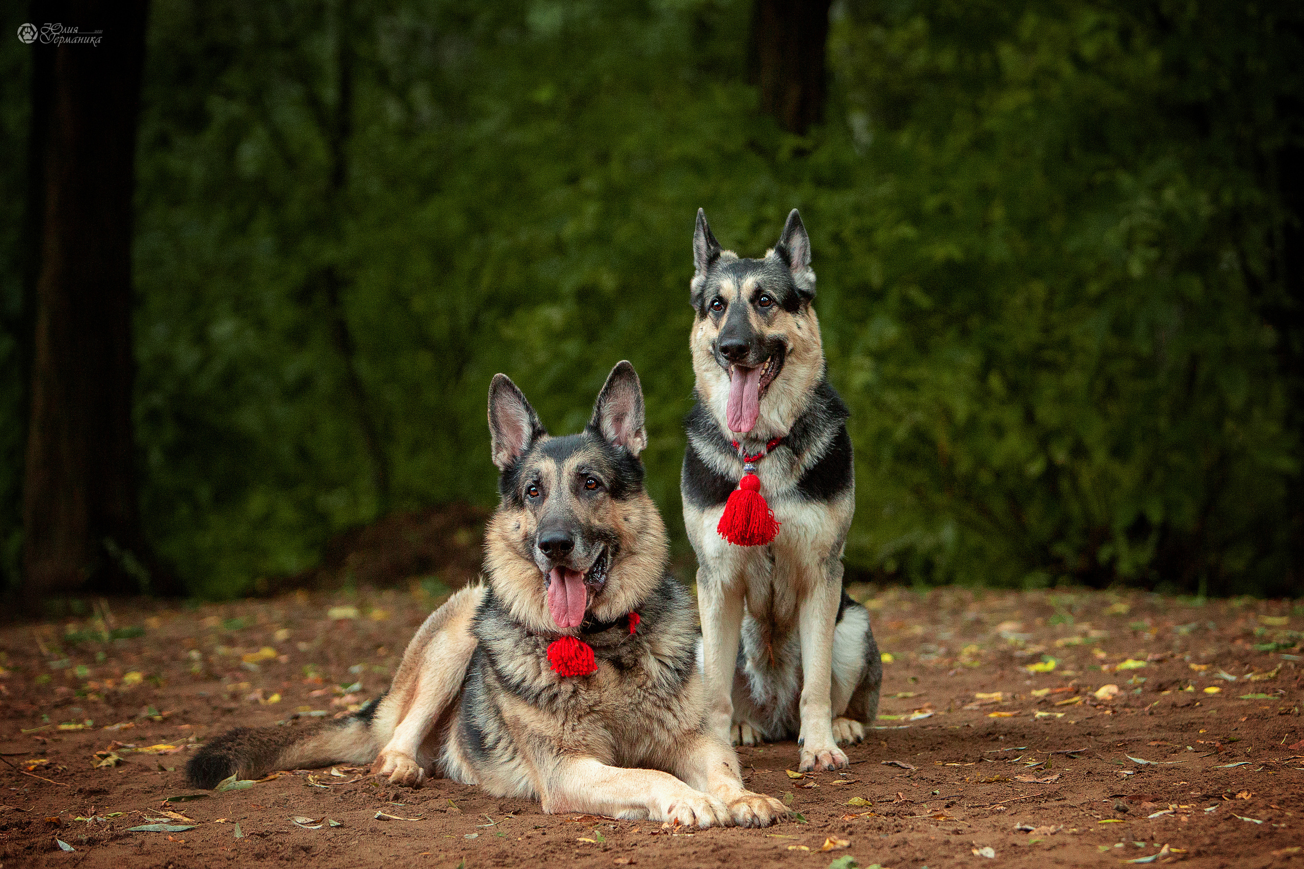 Свободная съемка. Фотограф-анималист Юлия Германика