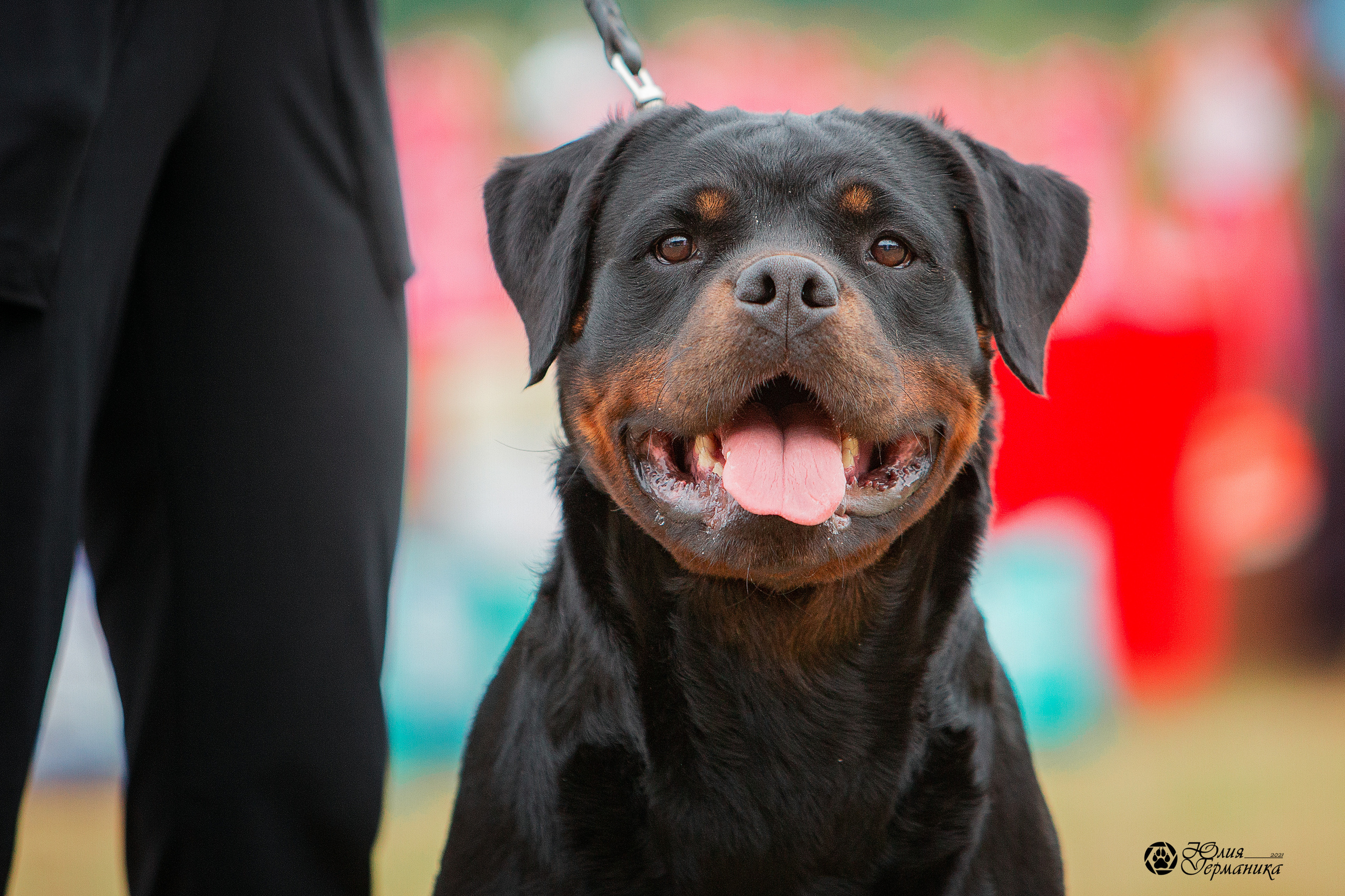 Тверь моно ротвейлеров 3-4 июля 2021. Фотограф-анималист Юлия Германика