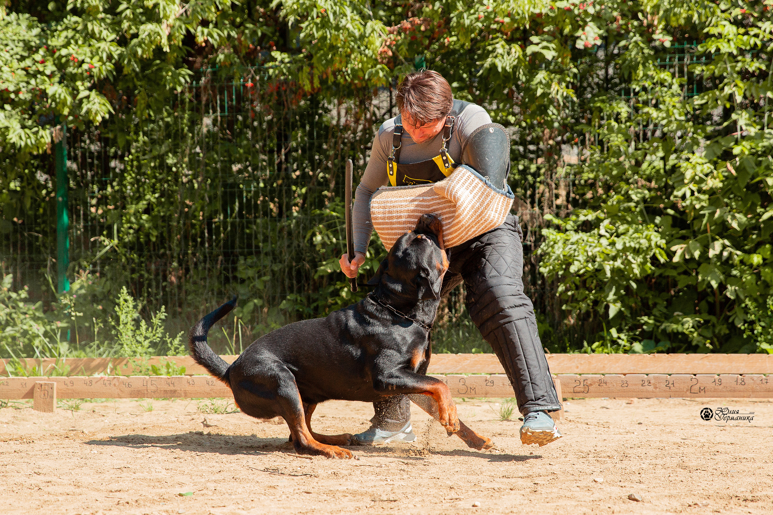 Рязань,Ховрино 14-15 августа 2021 моно ротвейлеров. Фотограф-анималист Юлия Германика