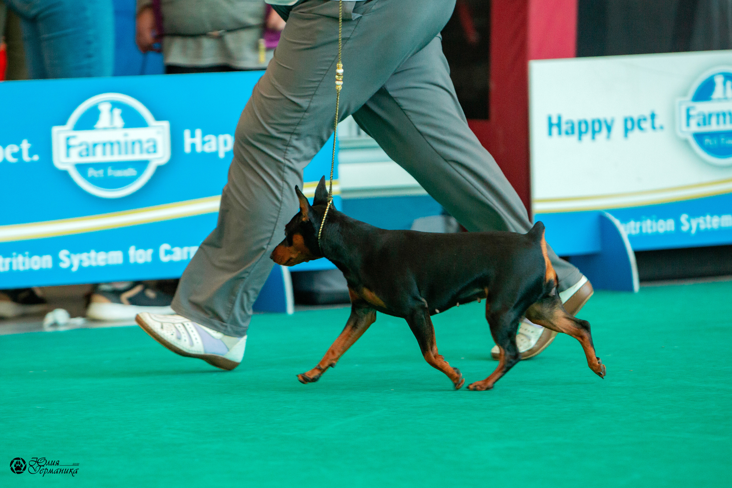 Нижний Новгород 3хCACIB 15-17 октября 2021. Фотограф-анималист Юлия Германика