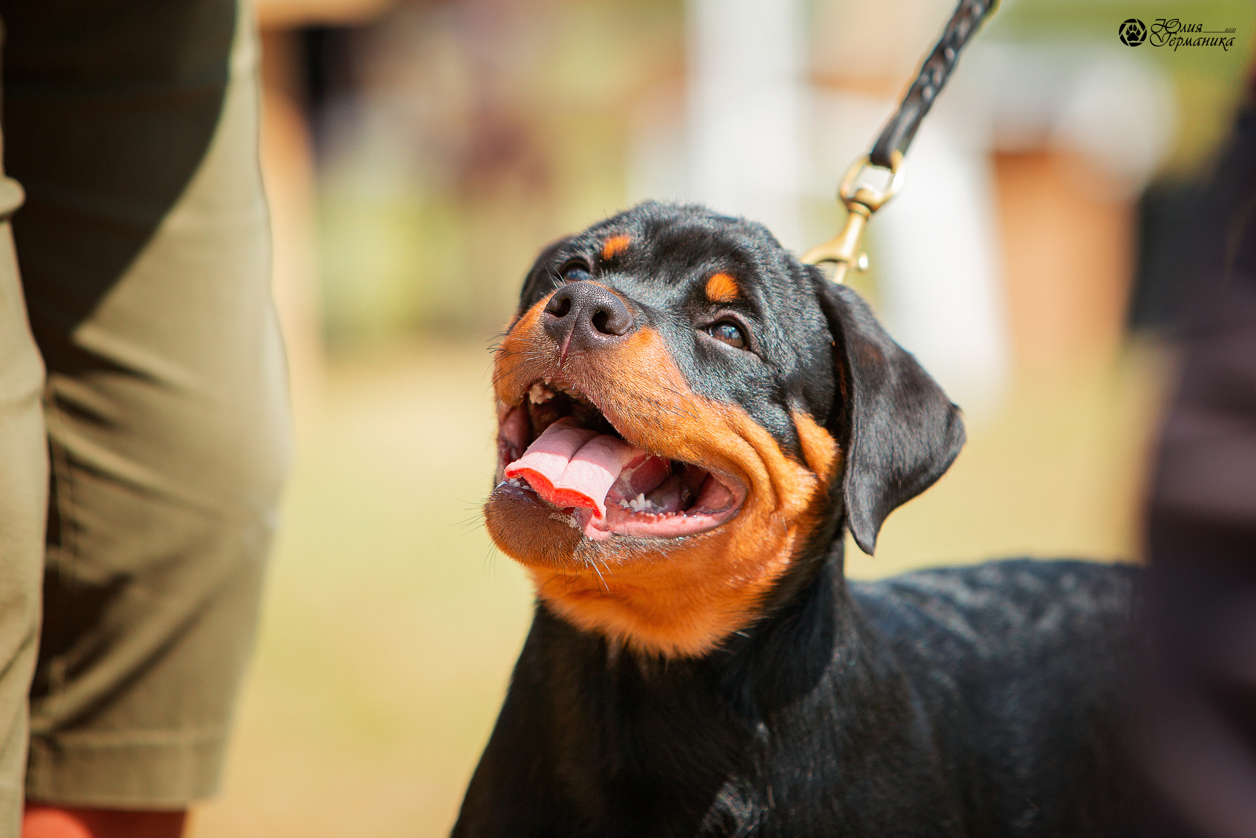 Тверь моно ротвейлеров 3-4 июля 2021. Фотограф-анималист Юлия Германика