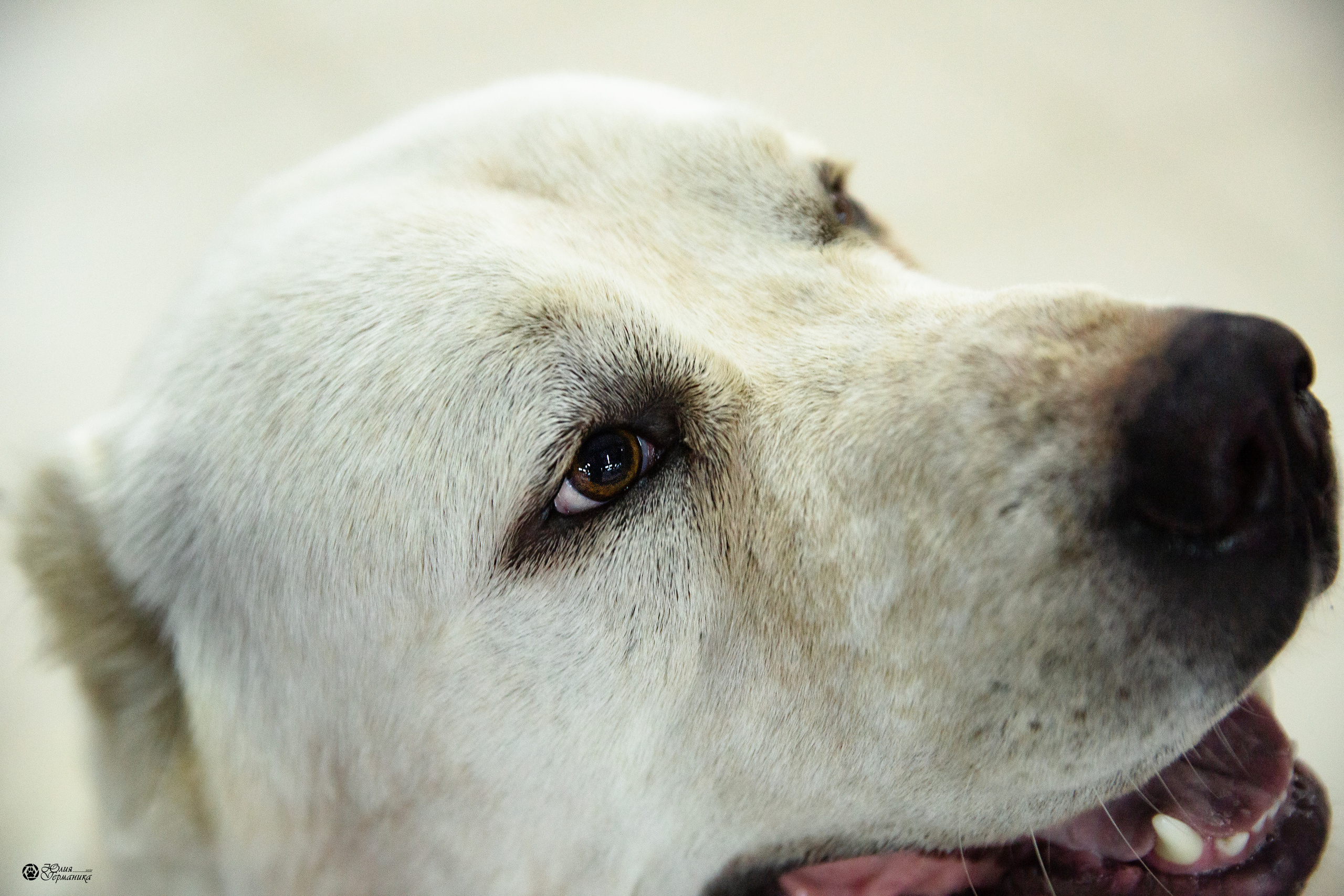 Чайна-Таун 2021. Фотограф-анималист Юлия Германика