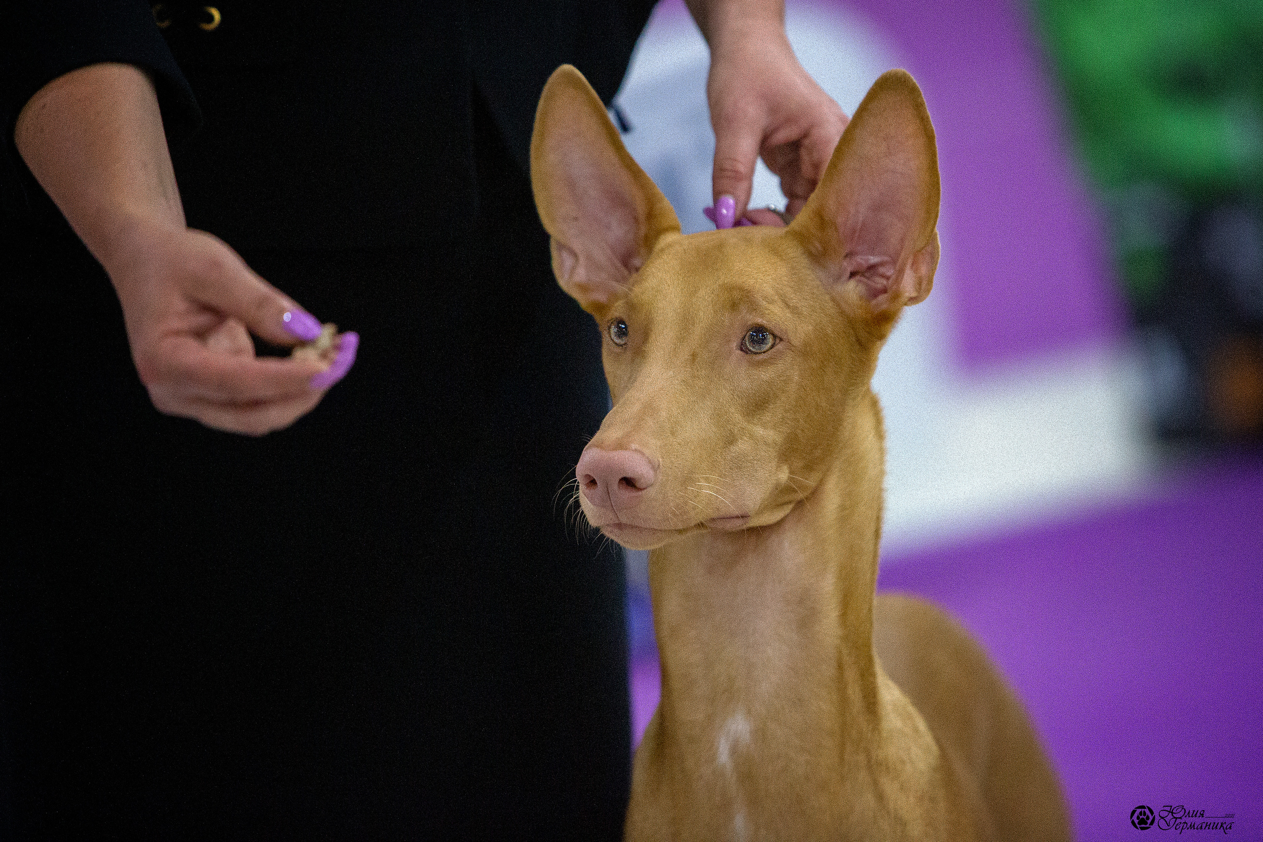 Чайна-Таун 2021. Фотограф-анималист Юлия Германика