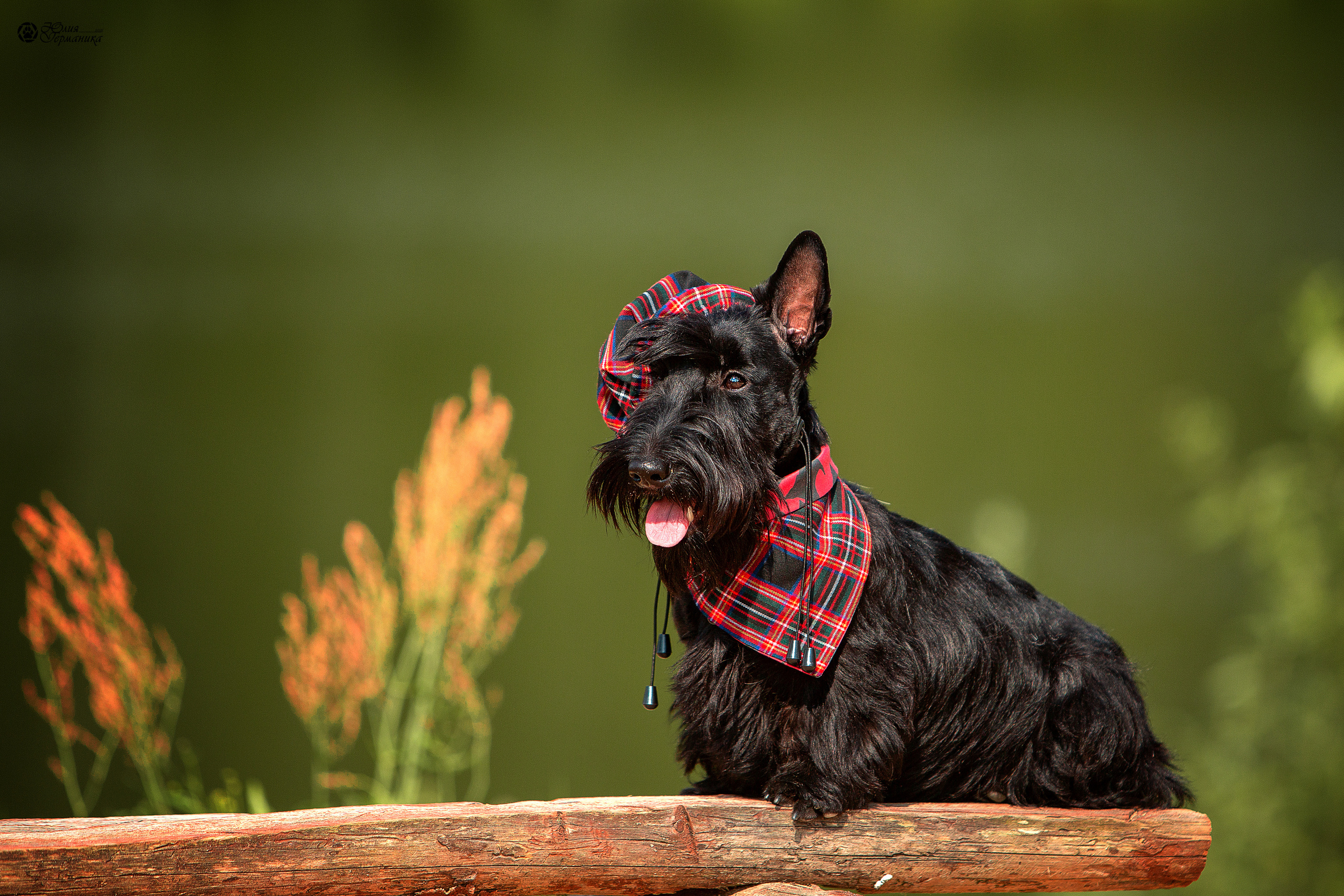 Свободная съемка. Фотограф-анималист Юлия Германика