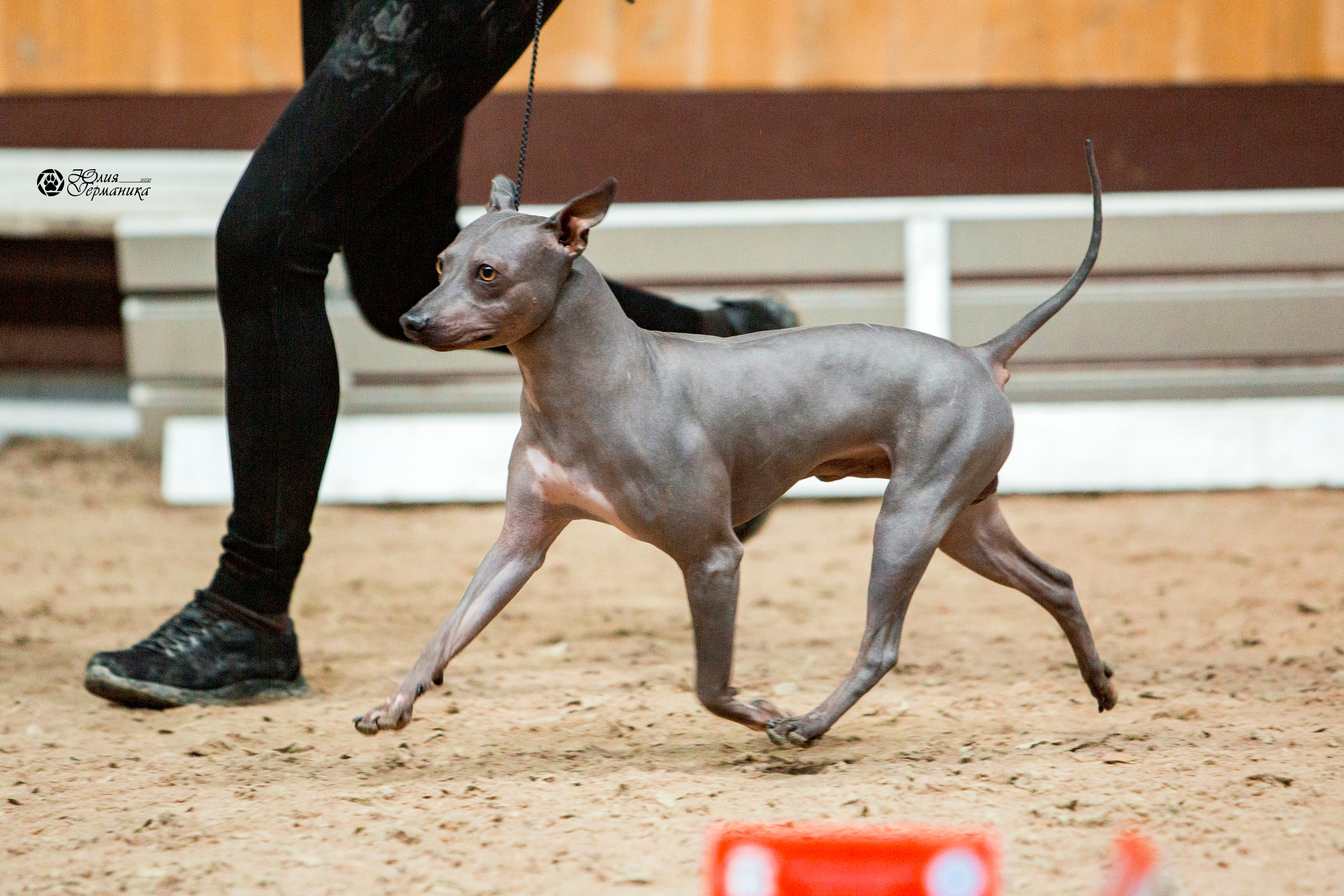 Минск 2хCACIB 27-28 ноября 2021. Фотограф-анималист Юлия Германика
