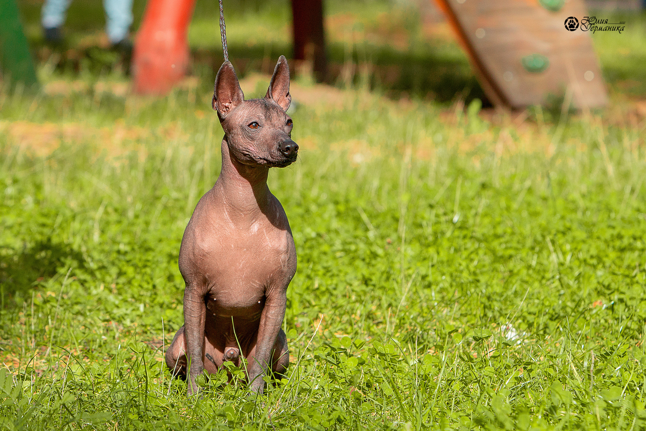 Свободная съемка. Фотограф-анималист Юлия Германика
