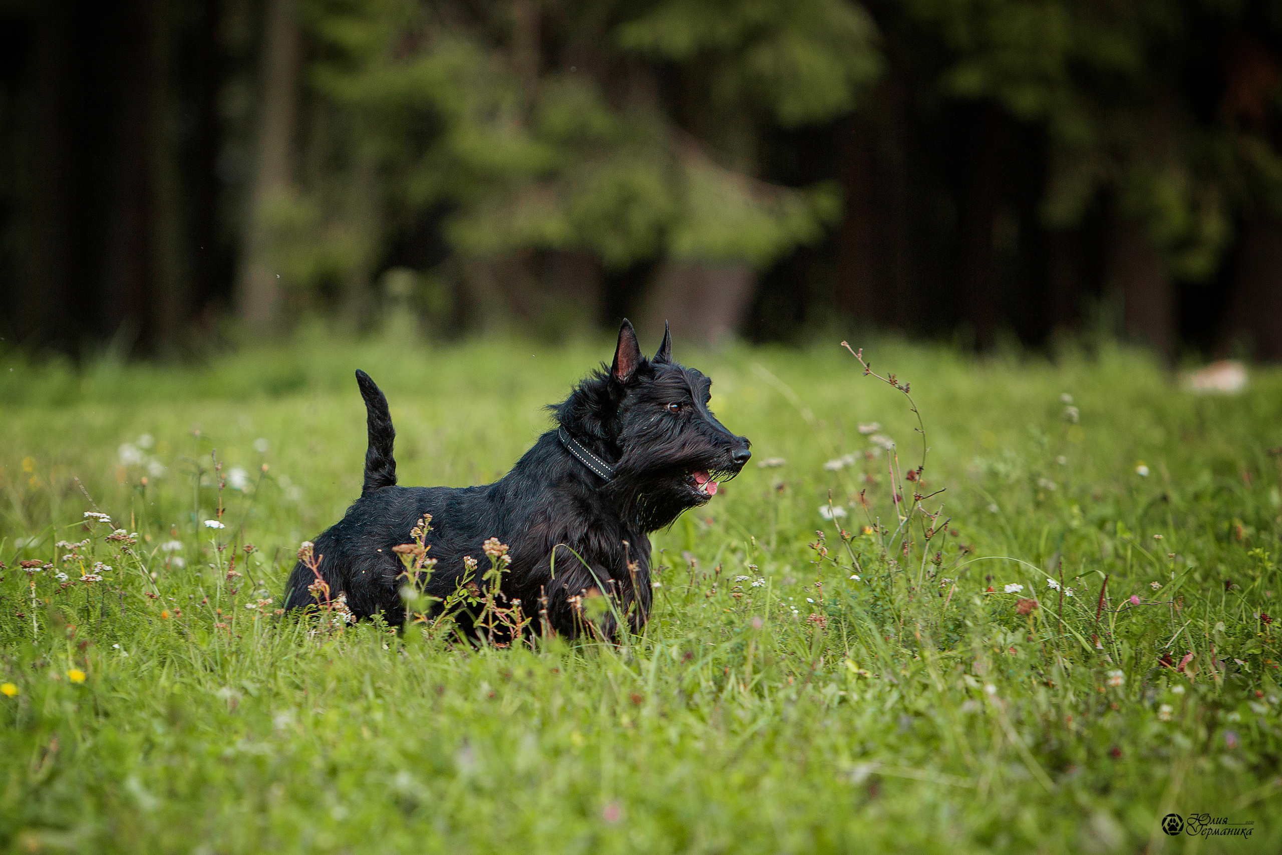 Свободная съемка. Фотограф-анималист Юлия Германика