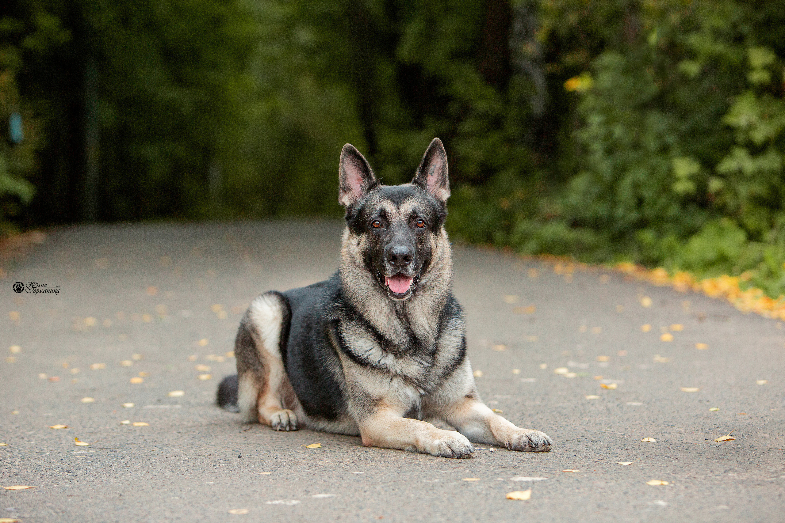 Свободная съемка. Фотограф-анималист Юлия Германика