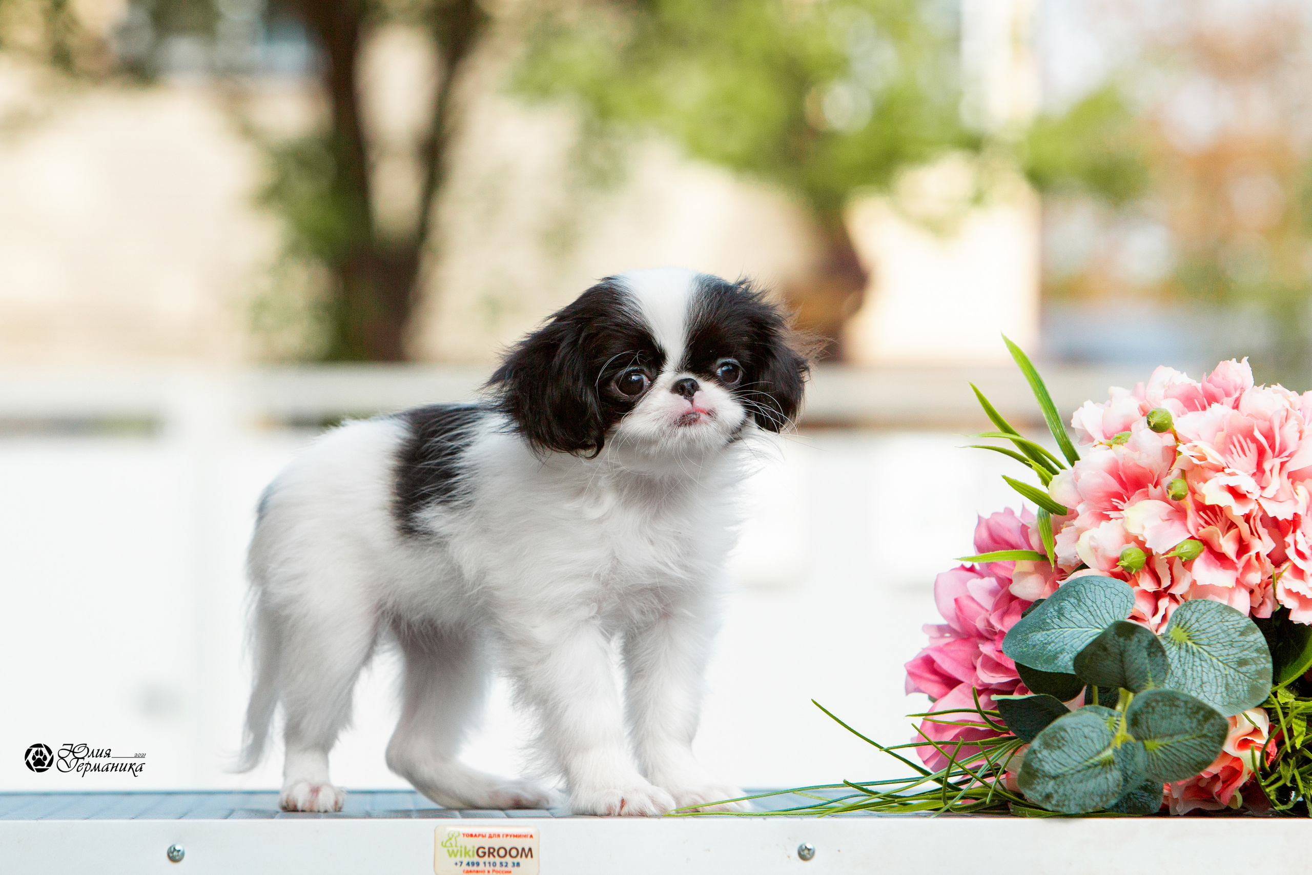 Съёмки щенков и котят. Фотограф-анималист Юлия Германика