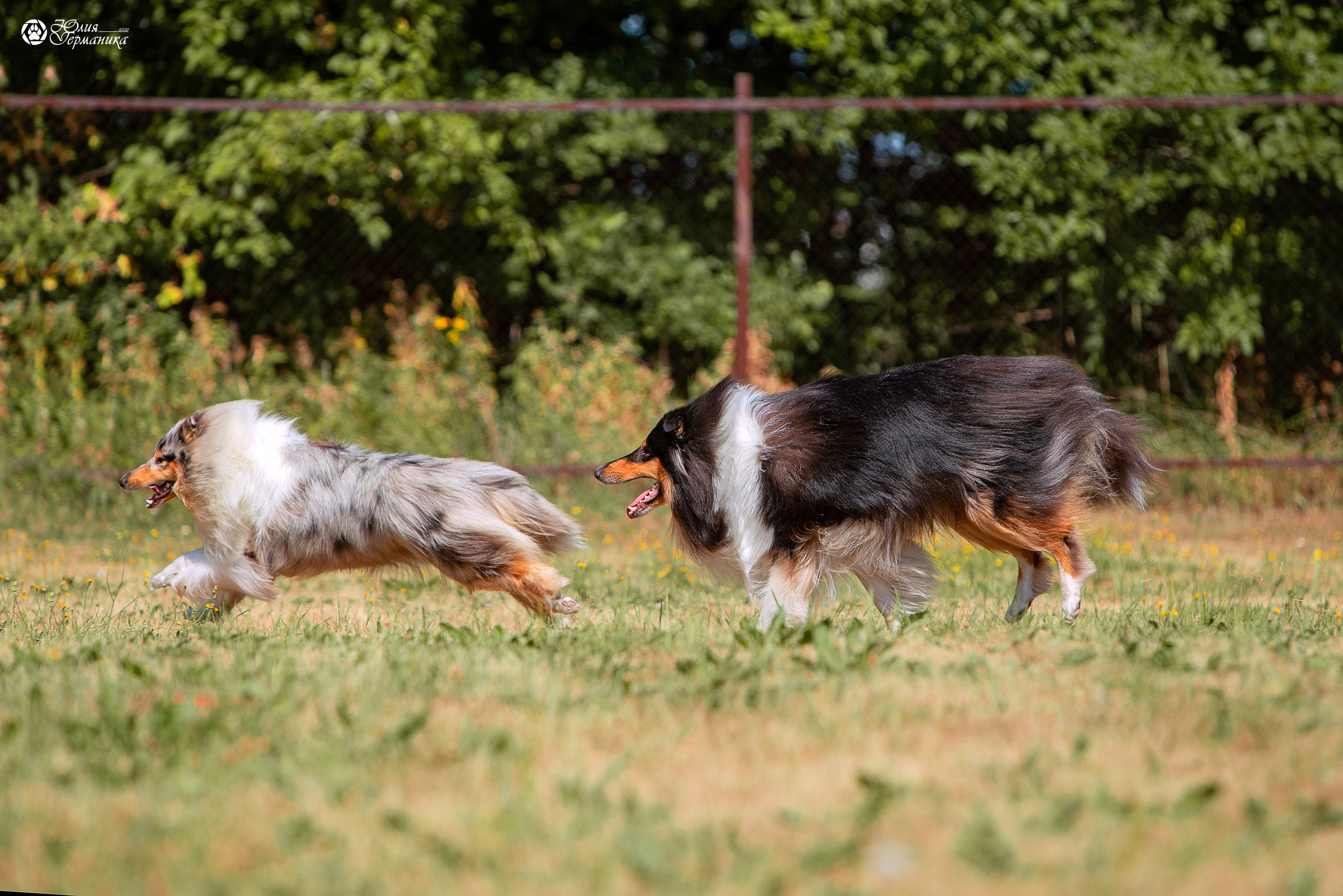 Свободная съемка. Фотограф-анималист Юлия Германика