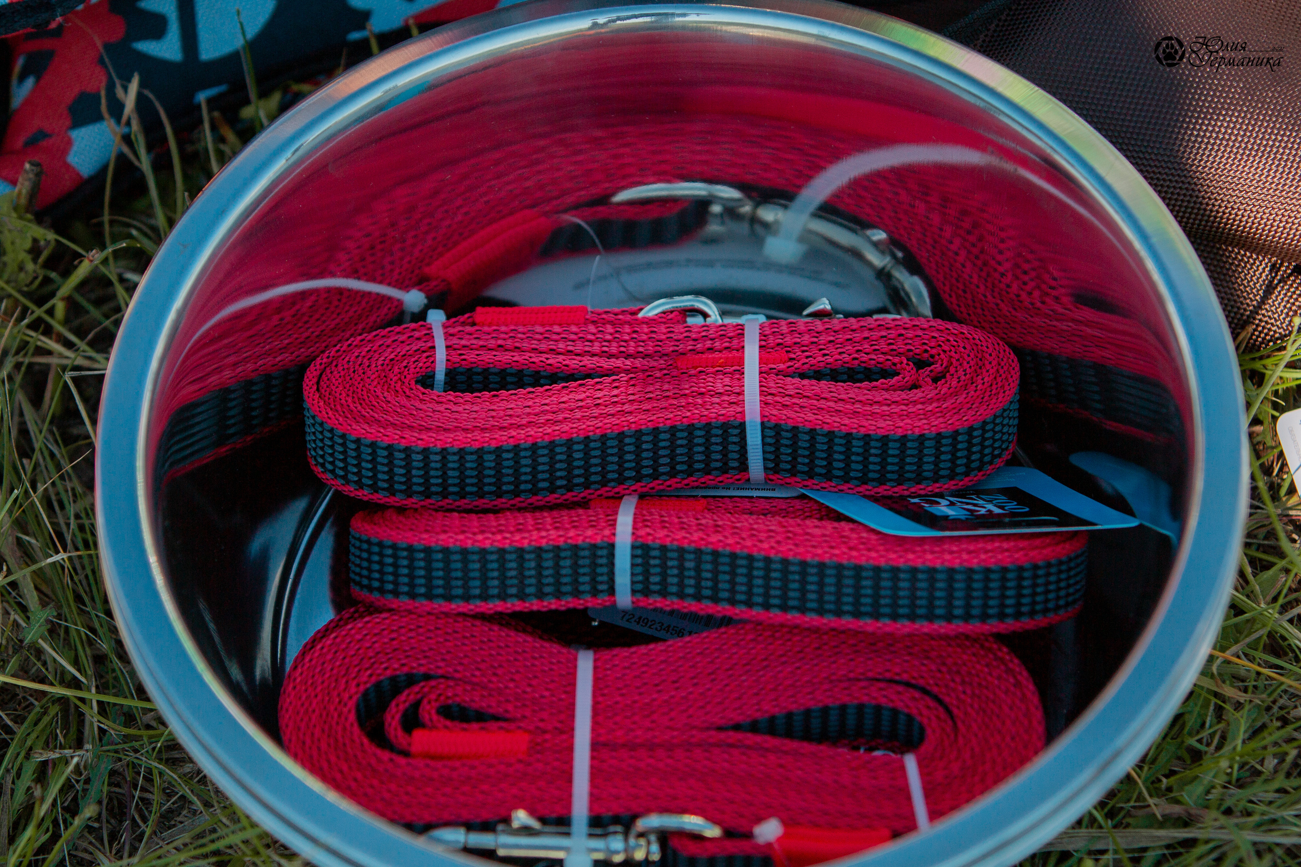 Рязань,Ховрино 14-15 августа 2021 моно ротвейлеров. Фотограф-анималист Юлия Германика