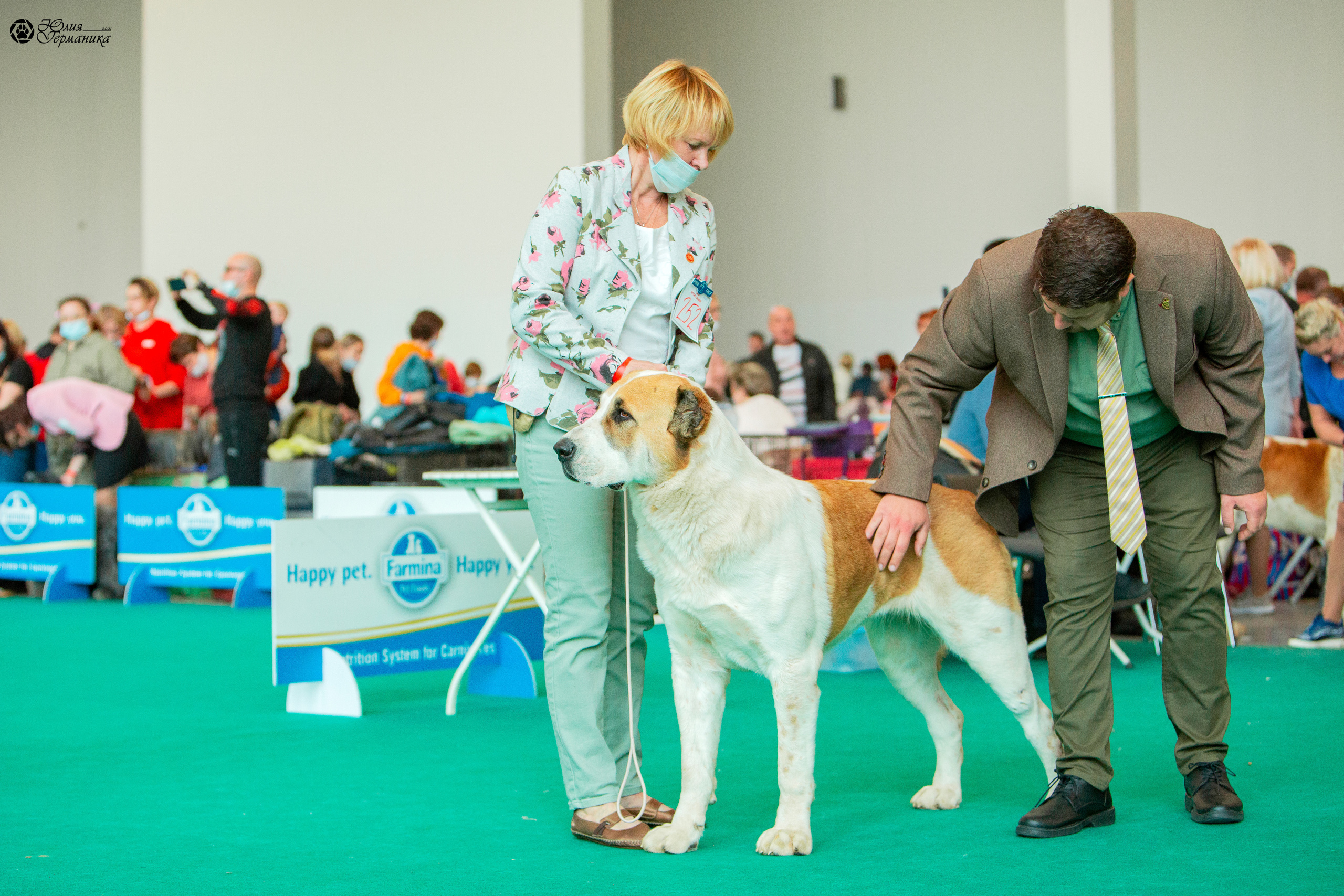 Нижний Новгород 3хCACIB 15-17 октября 2021. Фотограф-анималист Юлия Германика