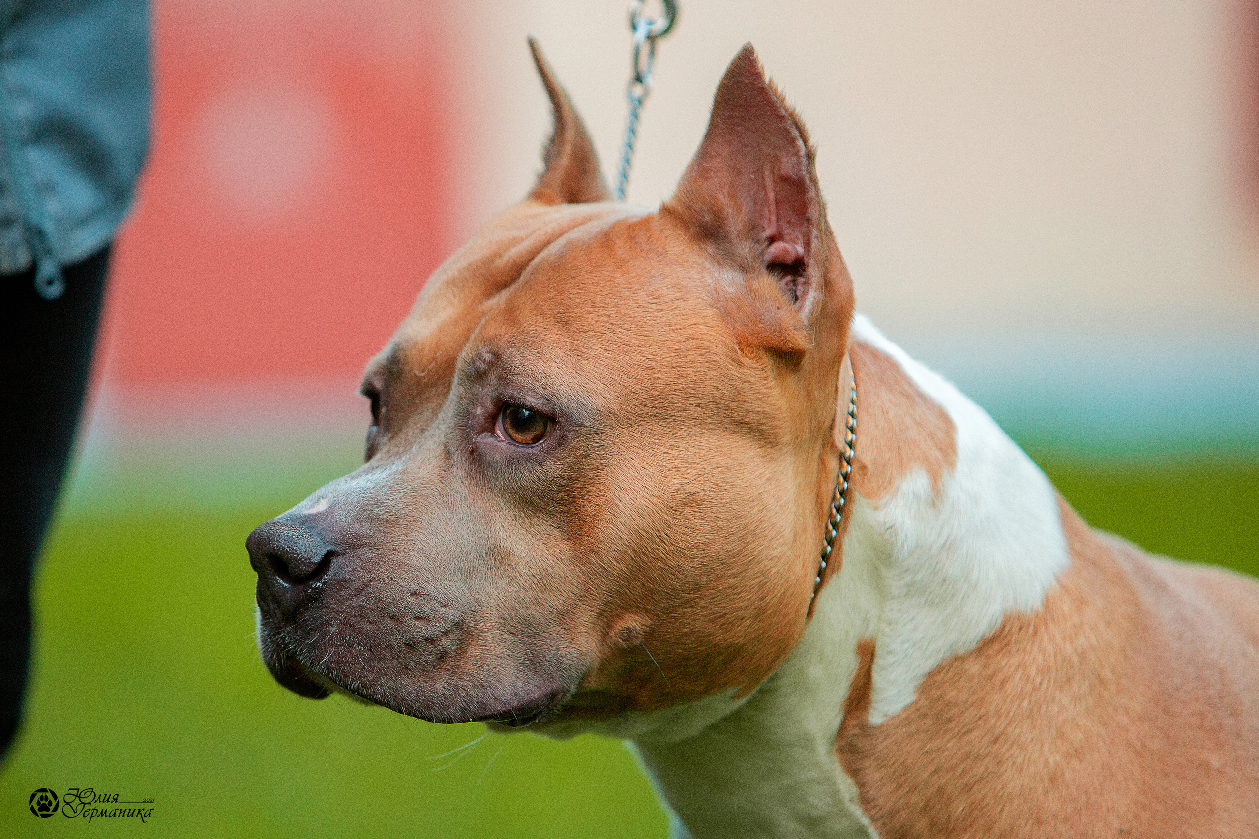 Свободная съемка. Фотограф-анималист Юлия Германика