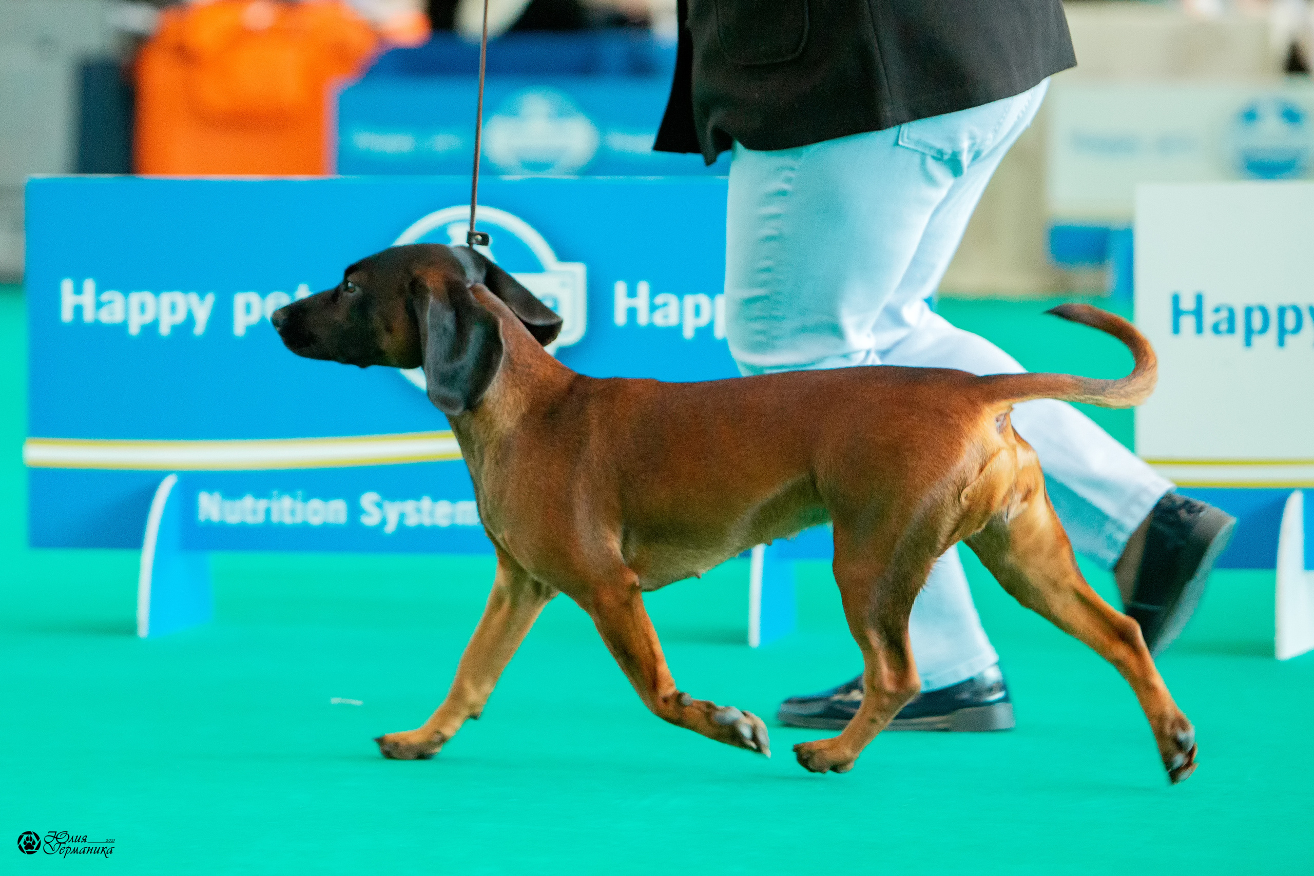 Нижний Новгород 3хCACIB 15-17 октября 2021. Фотограф-анималист Юлия Германика