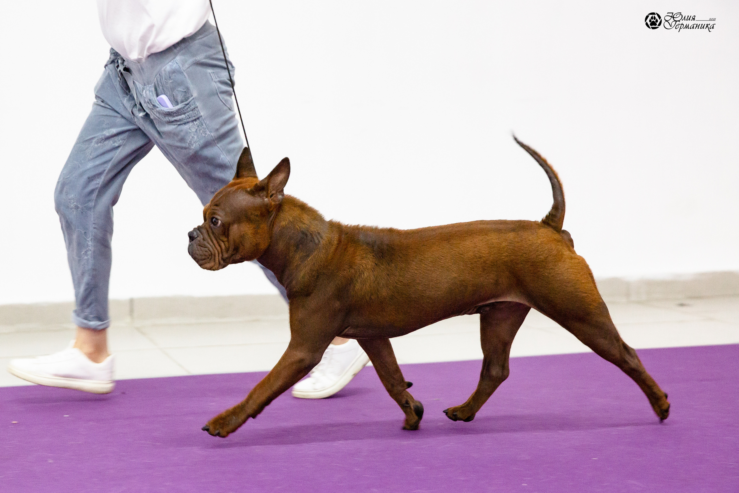 Чайна-Таун 2021. Фотограф-анималист Юлия Германика