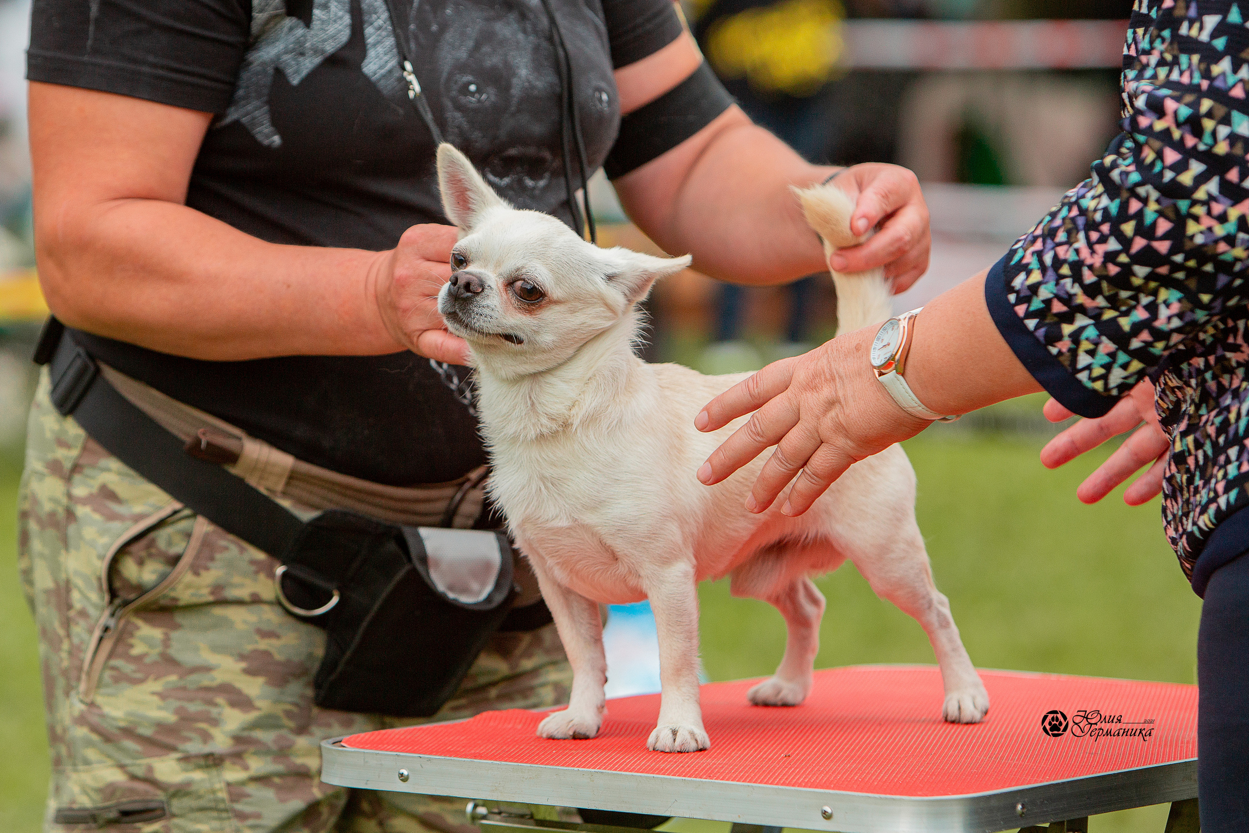Пушкино 3хCAC 21 августа 2021. Фотограф-анималист Юлия Германика