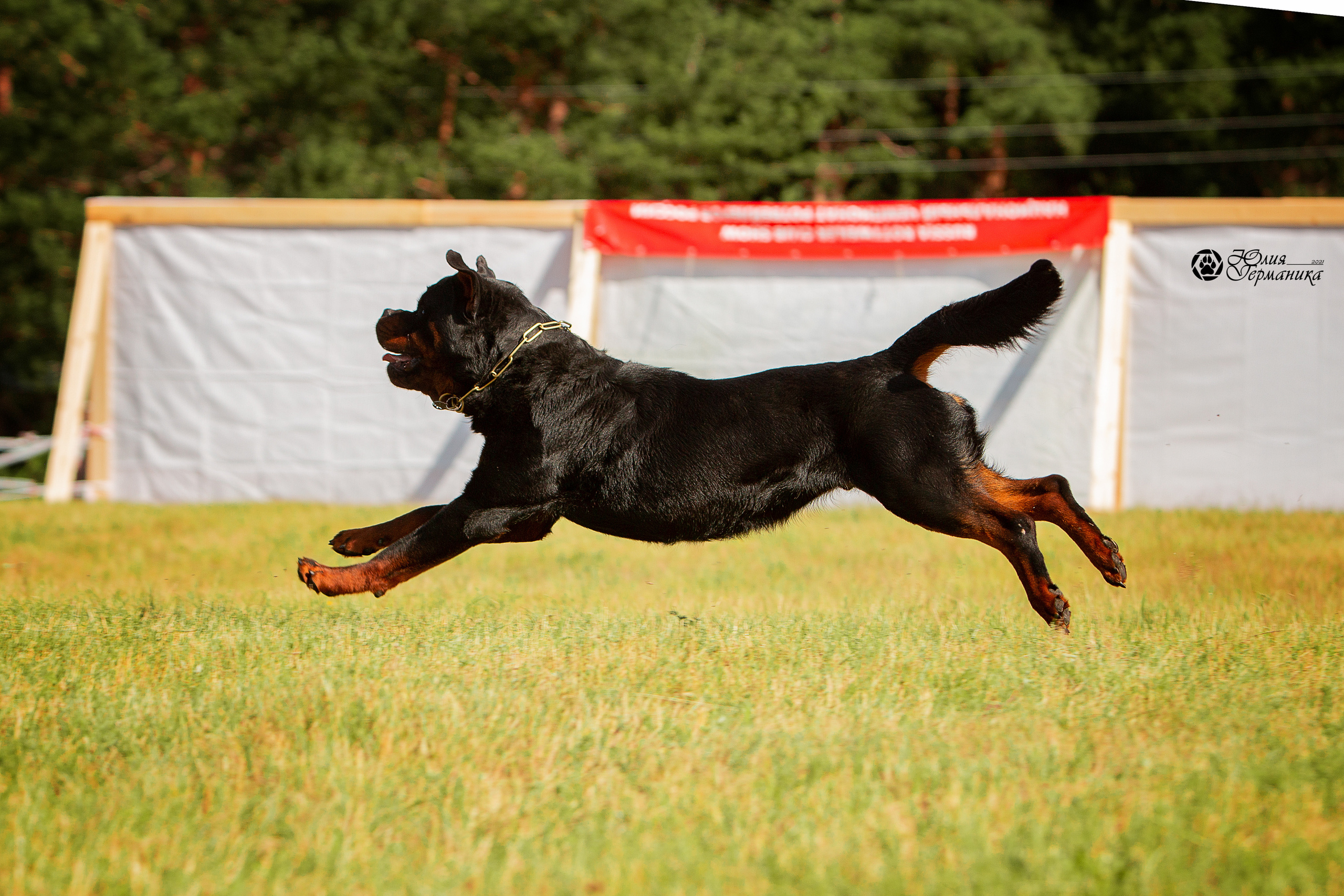 Тверь моно ротвейлеров 3-4 июля 2021. Фотограф-анималист Юлия Германика
