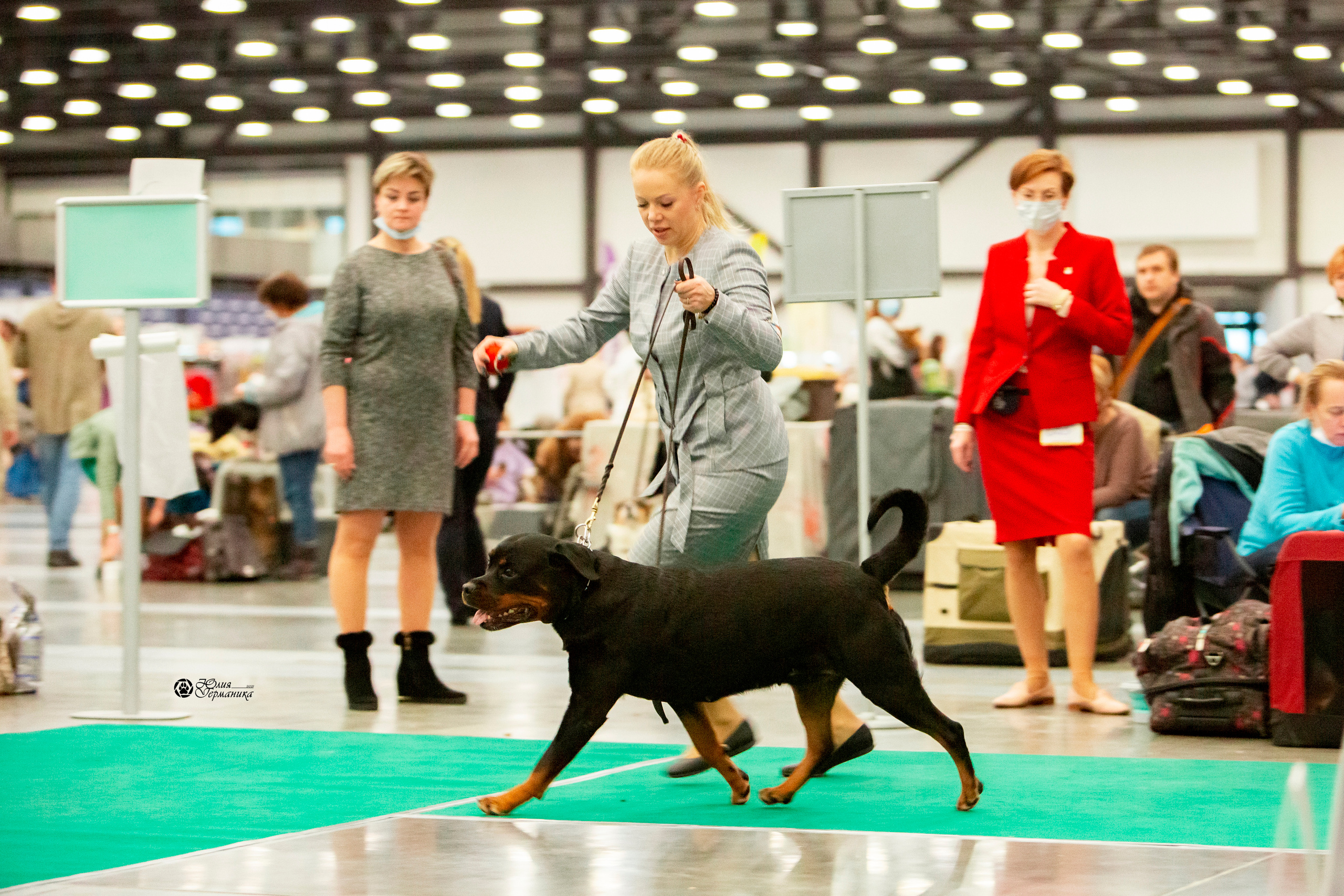 Санкт-Петербург 3хCACIB 10-12 декабря 2021. Фотограф-анималист Юлия Германика