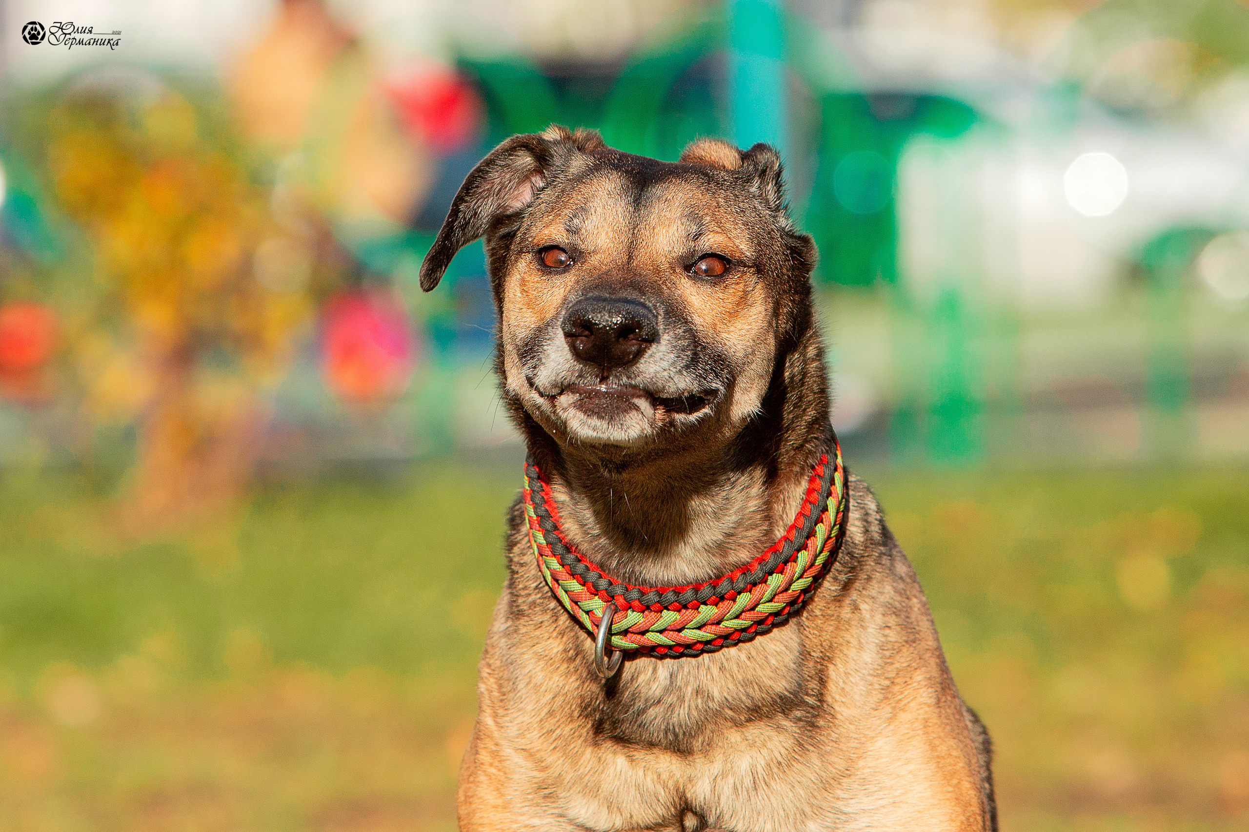 Свободная съемка. Фотограф-анималист Юлия Германика