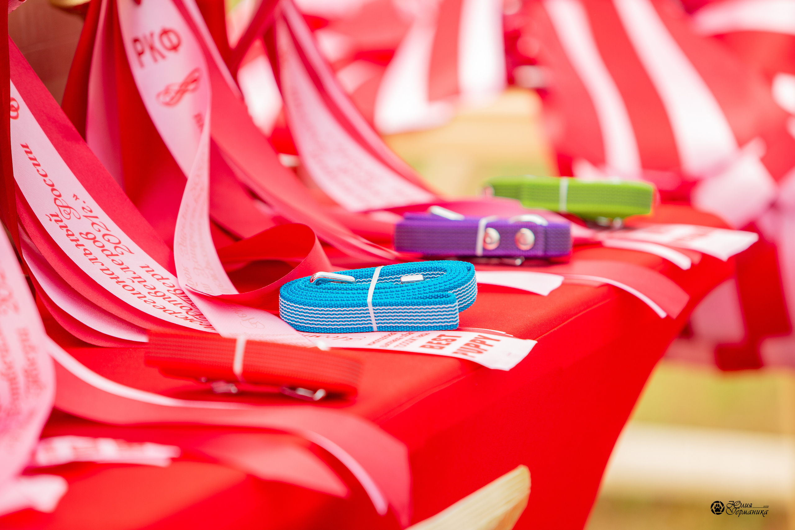 Тверь моно ротвейлеров 3-4 июля 2021. Фотограф-анималист Юлия Германика