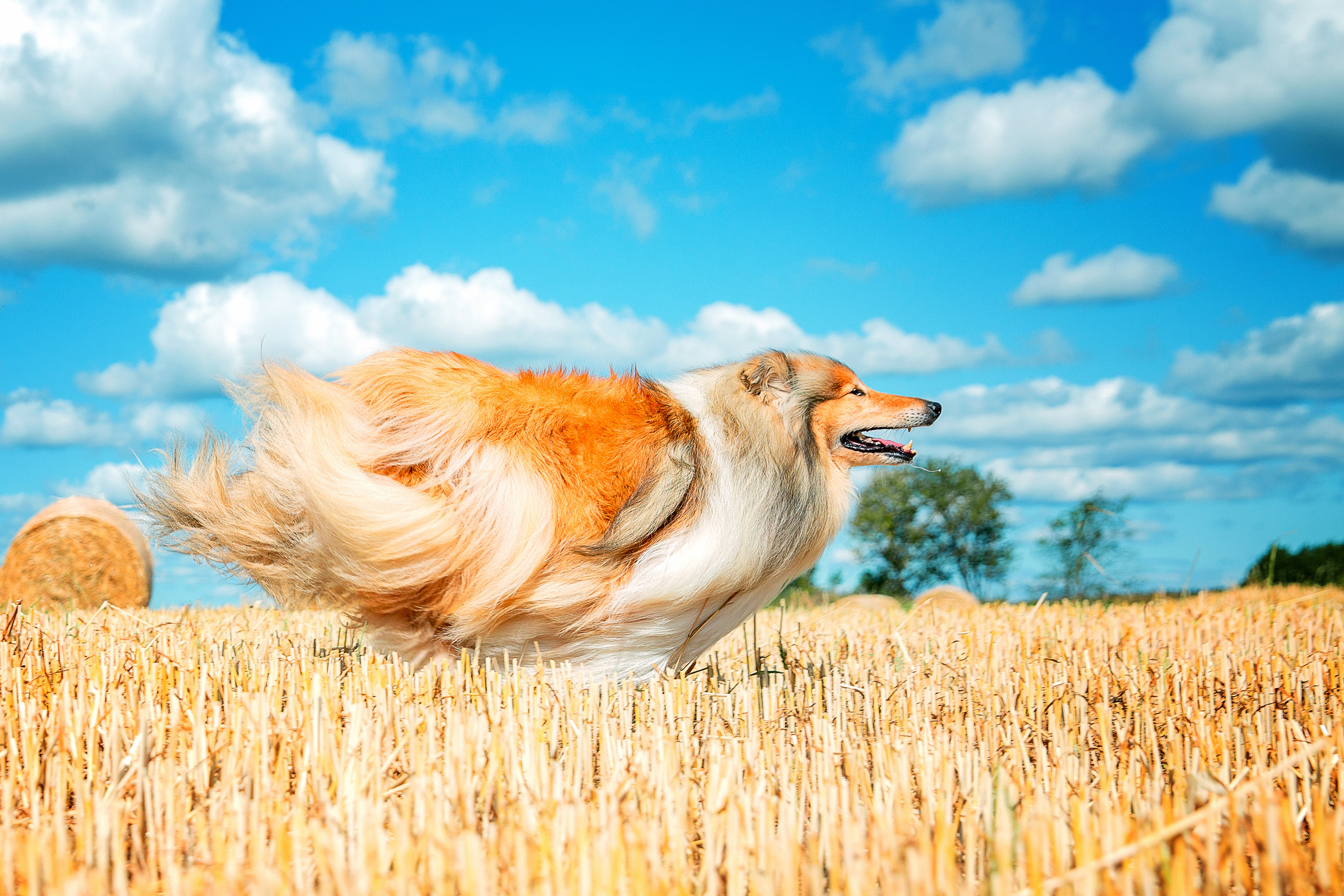 Свободная съемка. Фотограф-анималист Юлия Германика