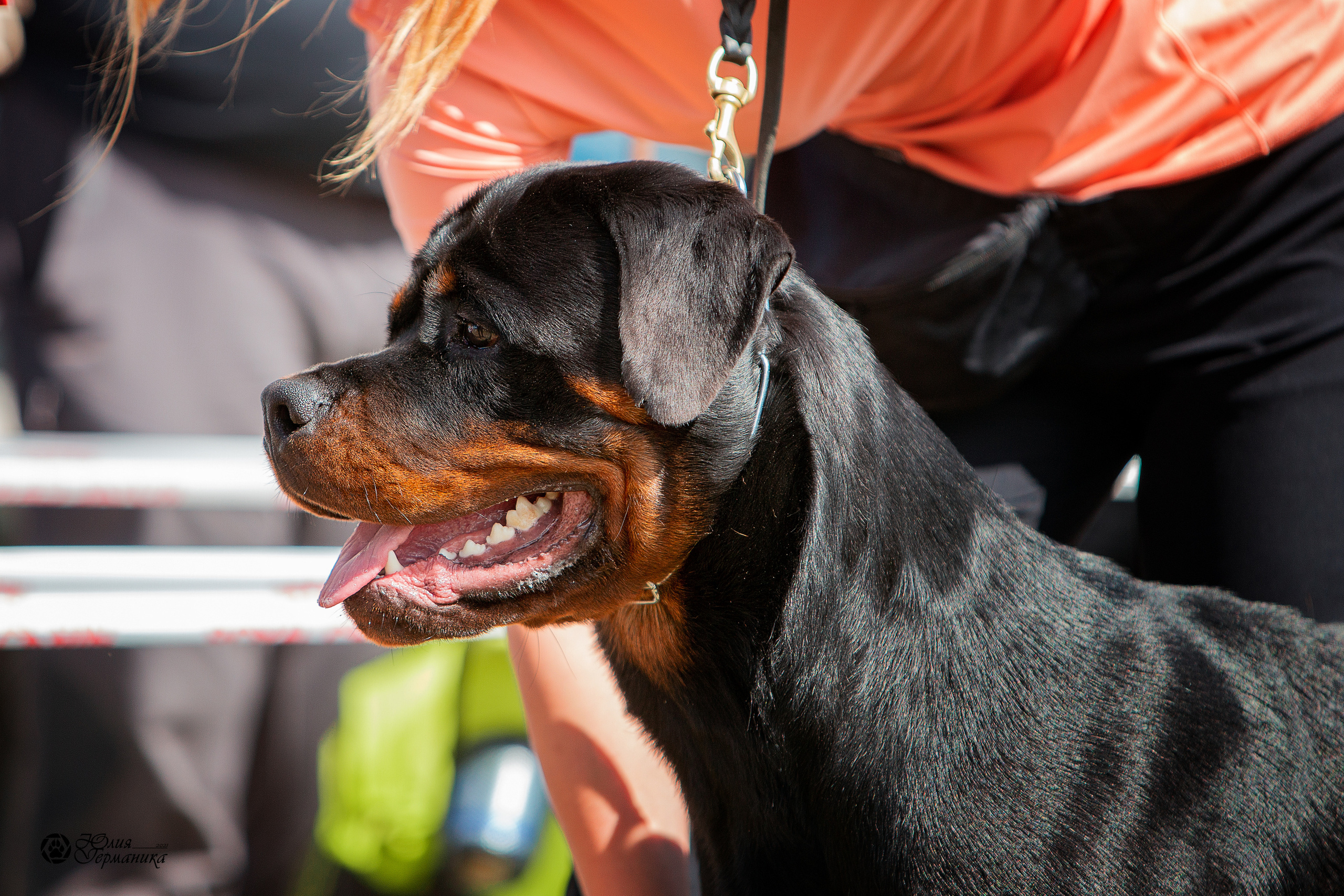 Тверь моно ротвейлеров 3-4 июля 2021. Фотограф-анималист Юлия Германика