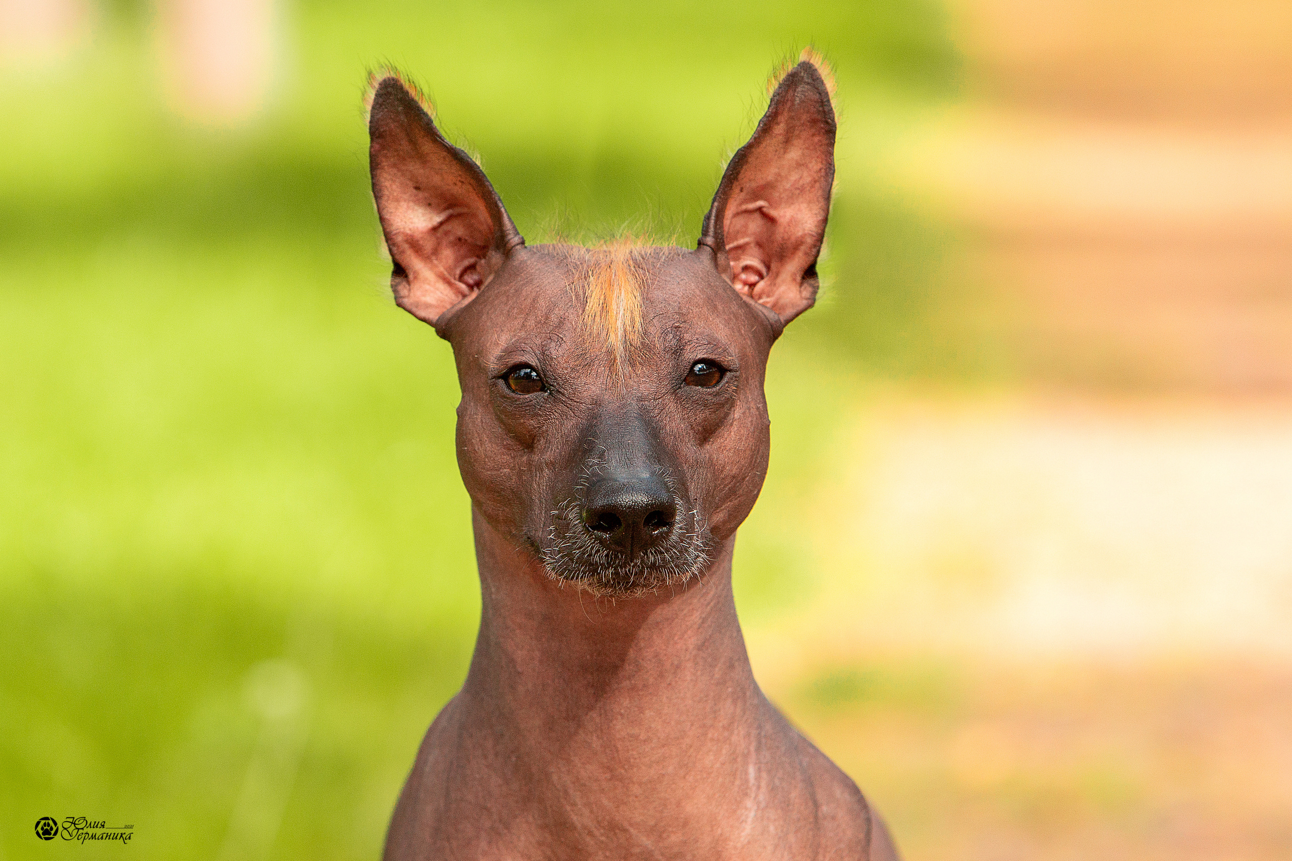 Свободная съемка. Фотограф-анималист Юлия Германика