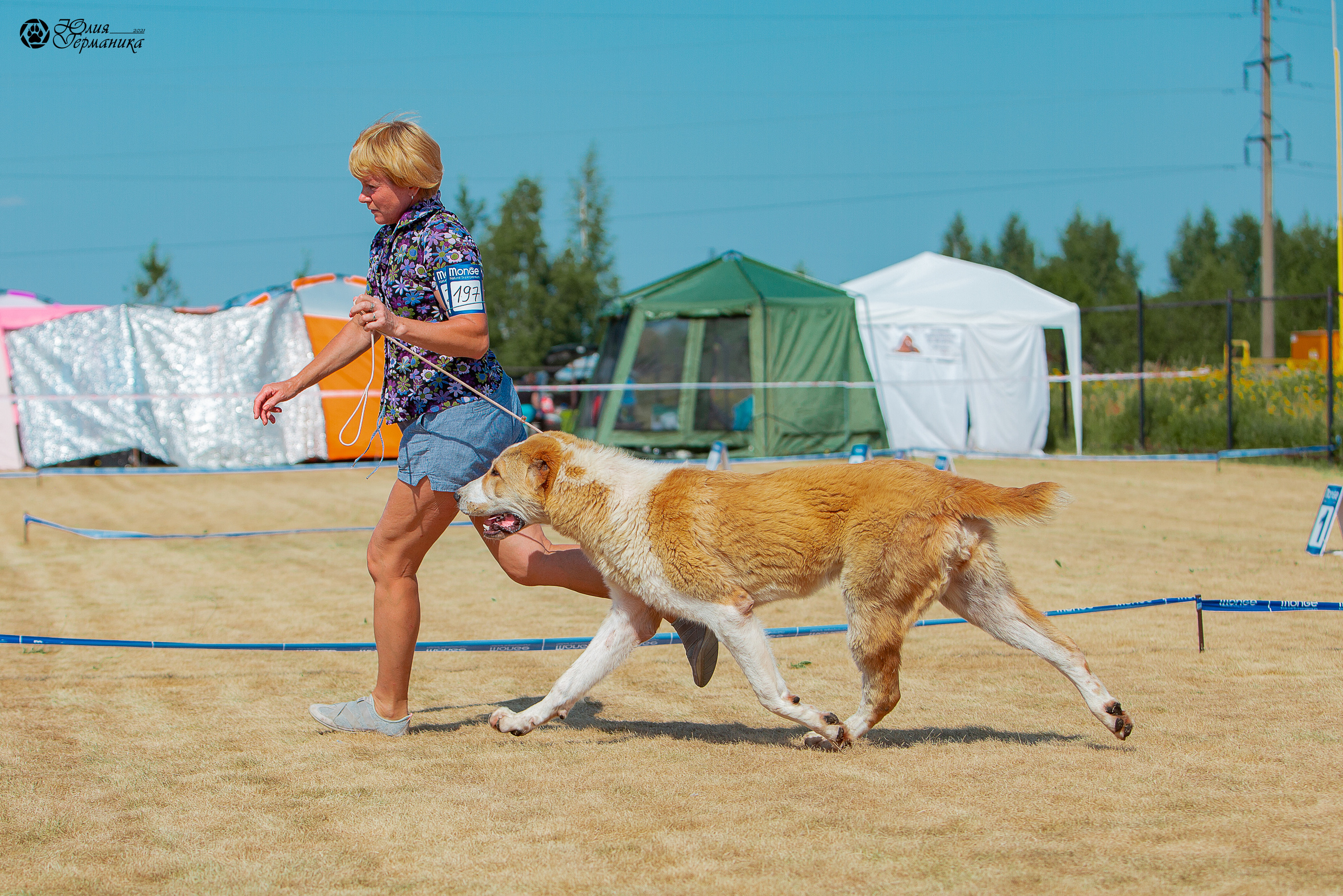 Ярославль CACIB 18 июля 2021. Фотограф-анималист Юлия Германика