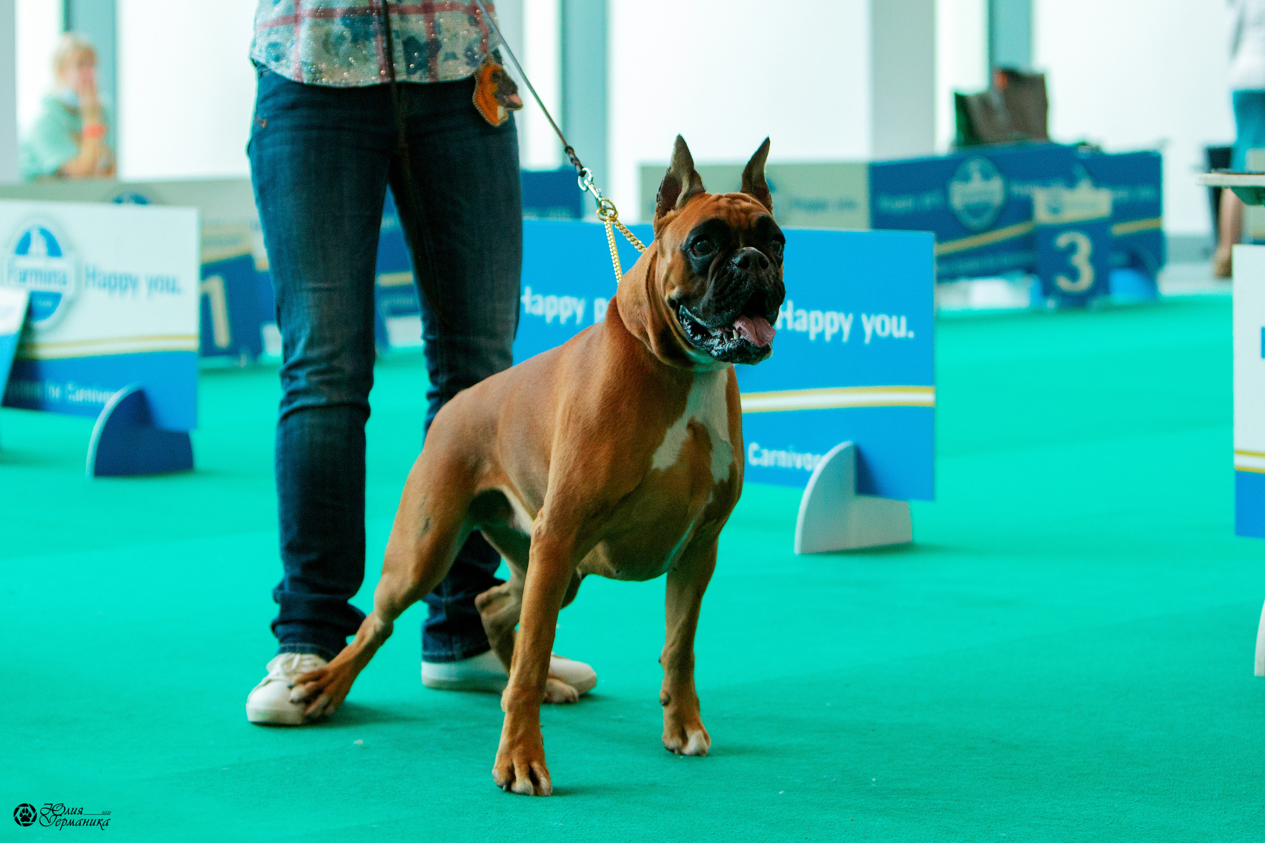 Нижний Новгород 3хCACIB 15-17 октября 2021. Фотограф-анималист Юлия Германика