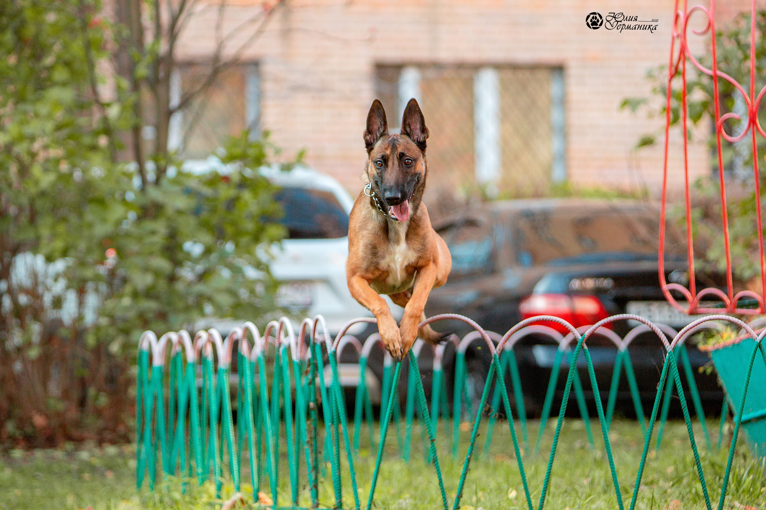 Свободная съемка. Фотограф-анималист Юлия Германика