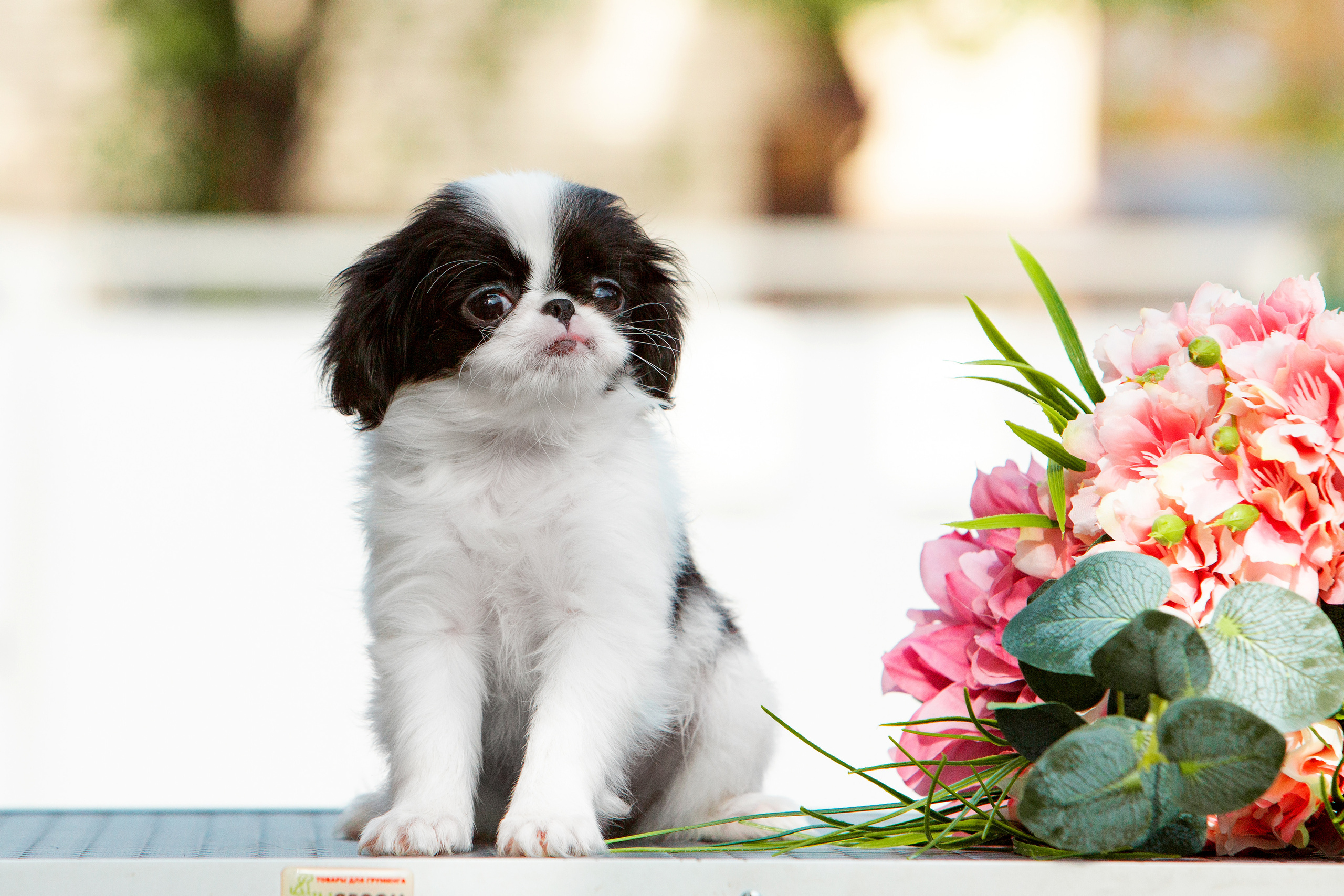Съёмки щенков и котят. Фотограф-анималист Юлия Германика