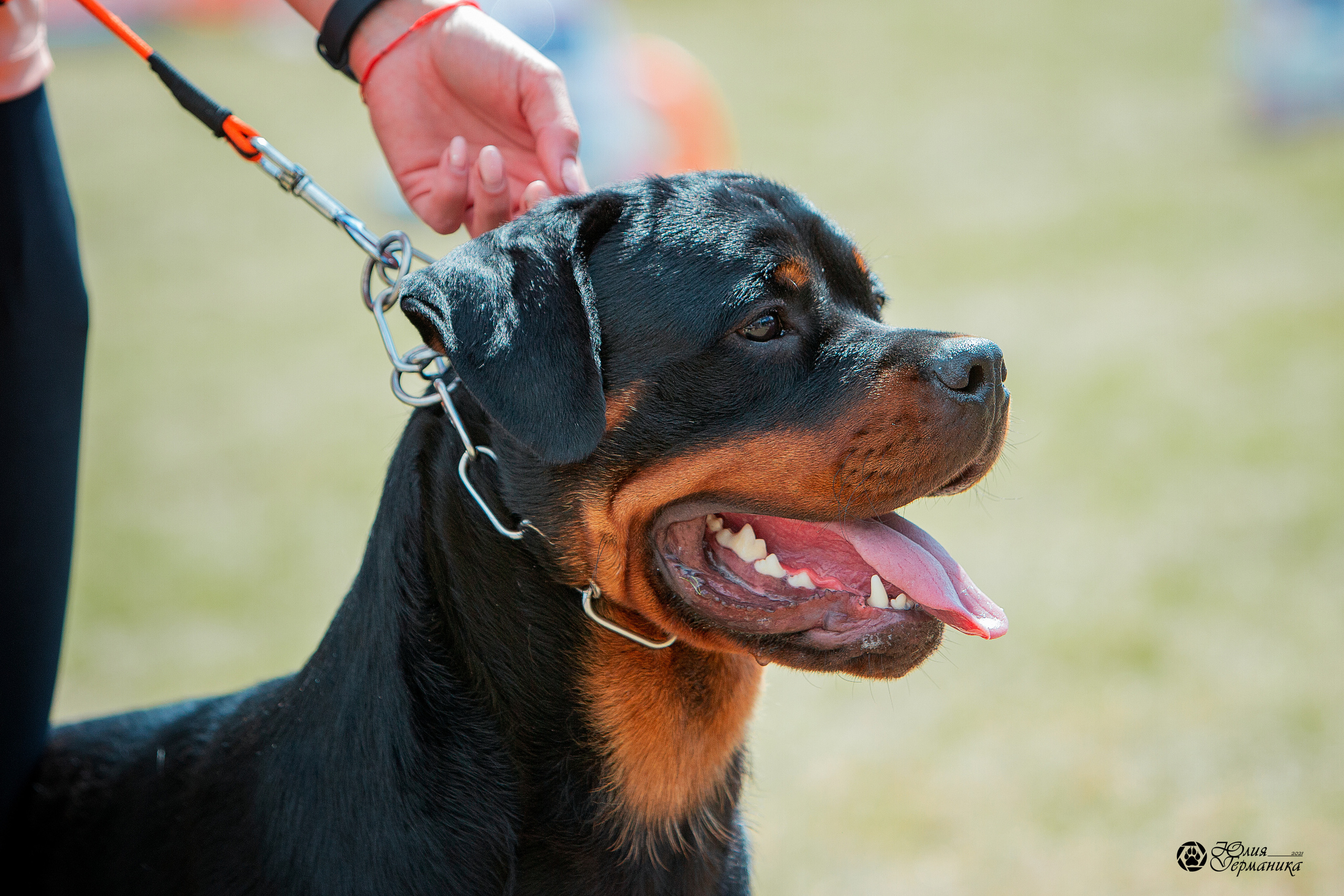 Тверь моно ротвейлеров 3-4 июля 2021. Фотограф-анималист Юлия Германика